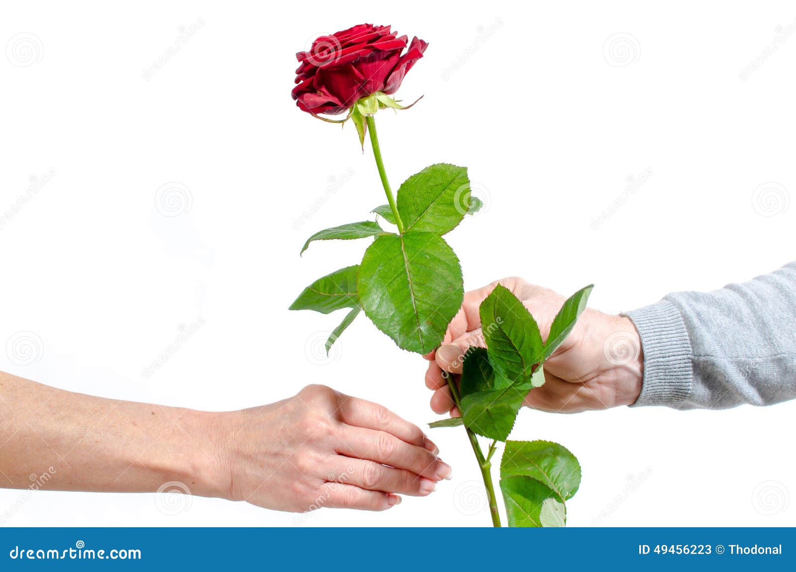 Équipez Offrir Une Rose Rouge à Une Femme Image stock - Image du jour,  beau: 49456223