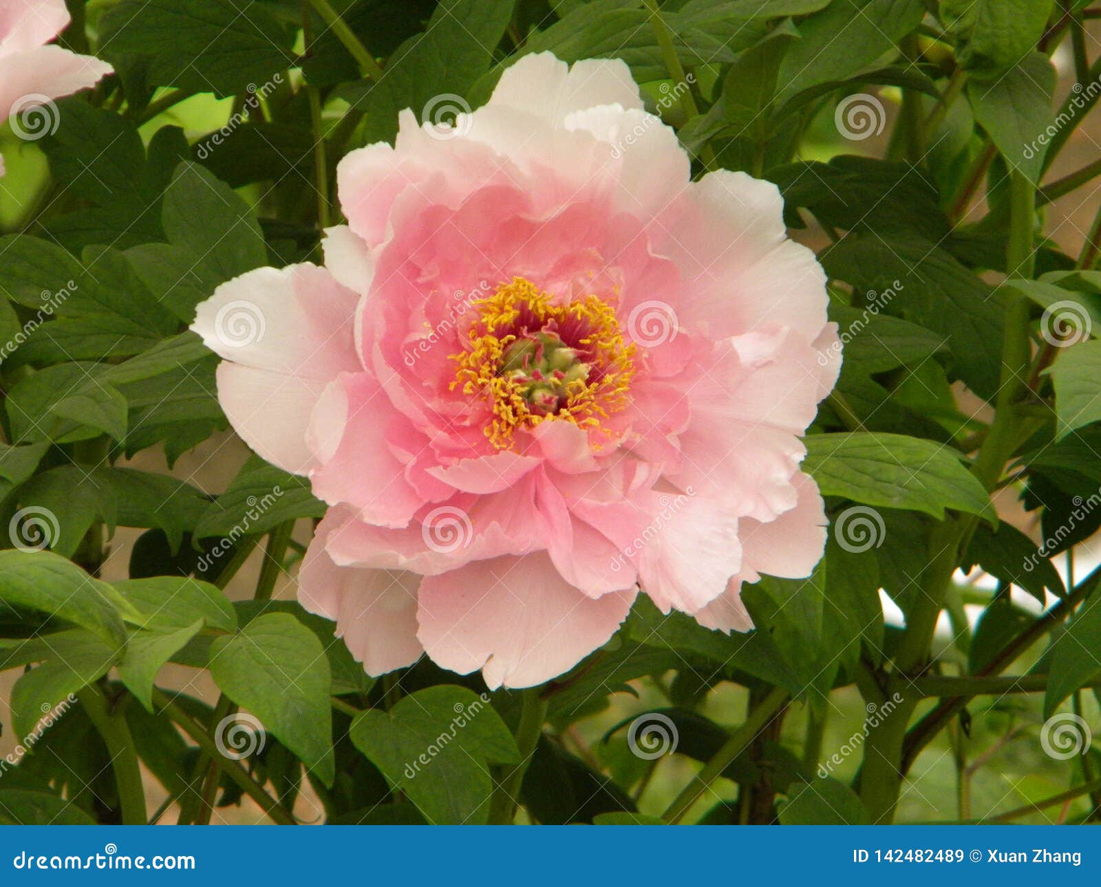 Ésta Es Una Flor De La Peonía Y También La Flor Nacional De China Imagen de archivo - Imagen de hermoso, famoso: 142482489 Ésta Es Una Flor De La Peonía Y También La Flor Nacional De China Imagen de archivo - Imagen de hermoso, famoso: 142482489