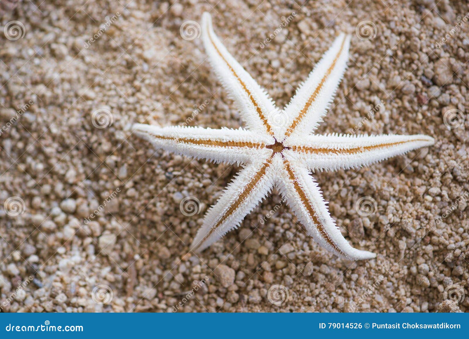 étoile De Mer Blanche De Sable Photo Stock Image Du