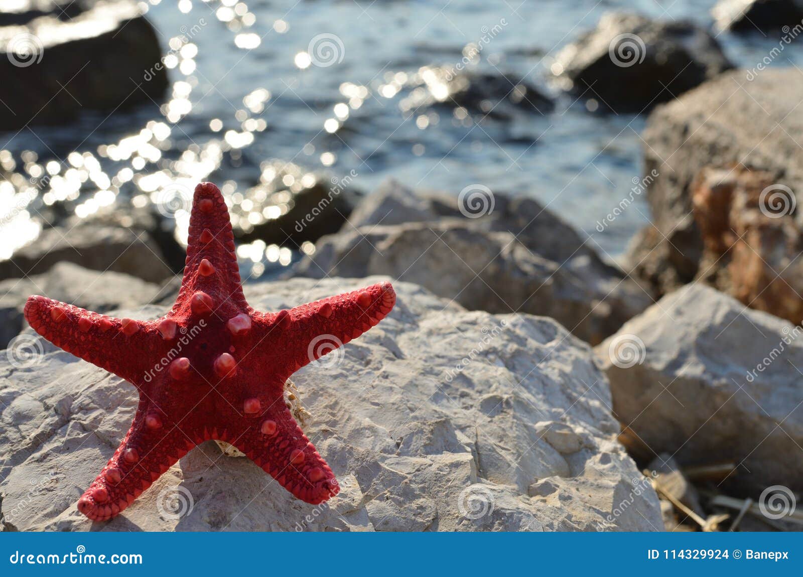 étoile De Mer Sur Une Roche De Mer Blanche Photo Stock