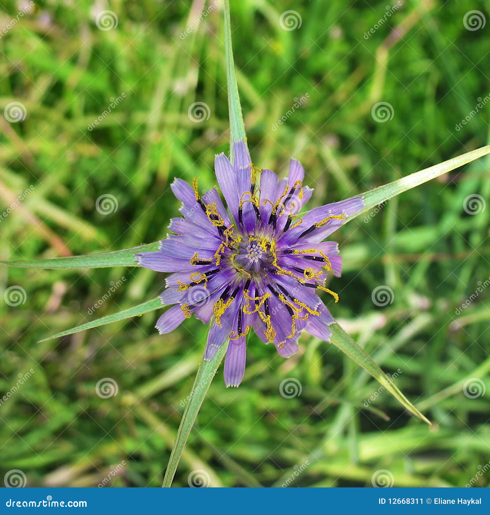 Étoile violette image stock. Image du flore, violette - 12668311