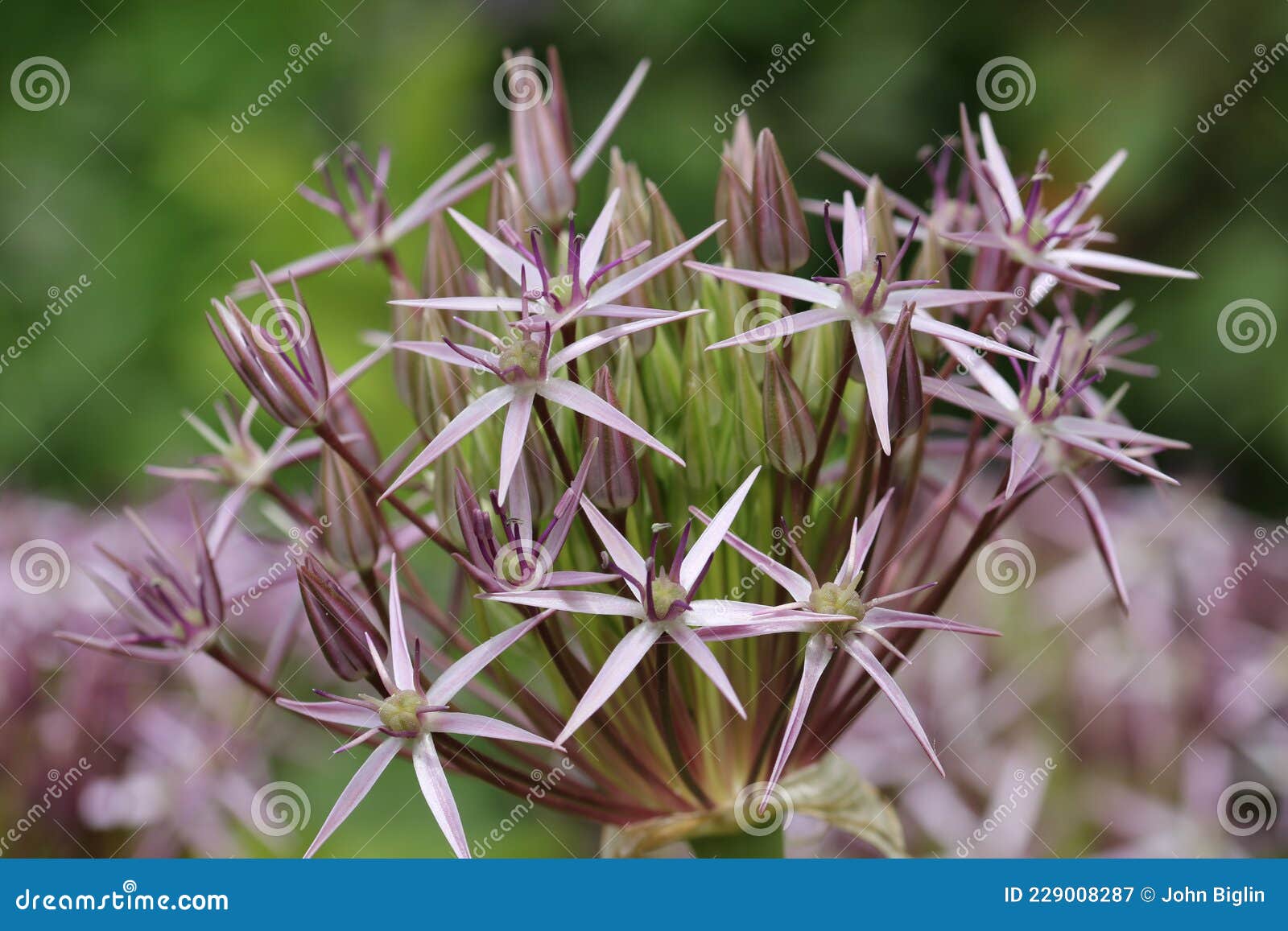 étoile Violette De Perse Tête De Fleur Gros Plan Image stock - Image du  fleur, oignon: 229008287