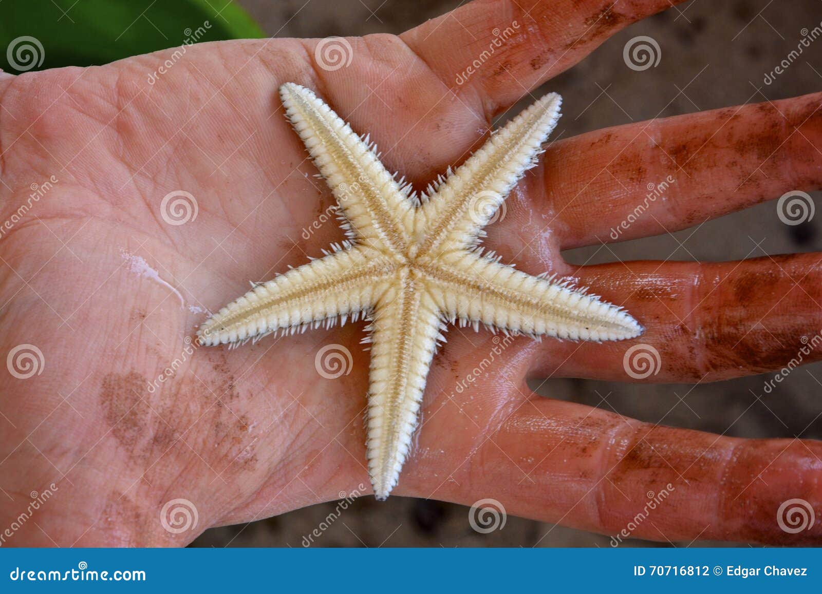 Etoiles De Mer De Bebe Photo Stock Image Du Petit Beau Etoiles De Mer De Bebe Photo Stock Image Du Petit Beau