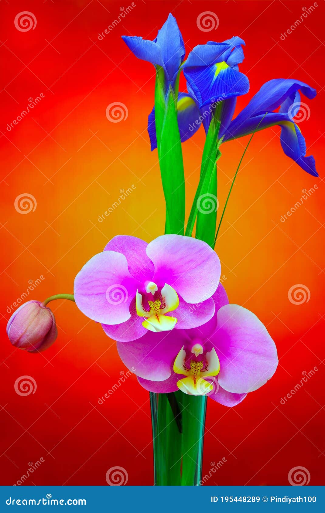 íris Azul E Flores Cor-de-rosa Da Orquídea Falaenopsis Num Vaso De Cristal  Alto Sobre Fundo Gradiente Imagem de Stock - Imagem de flores, floral:  195448289