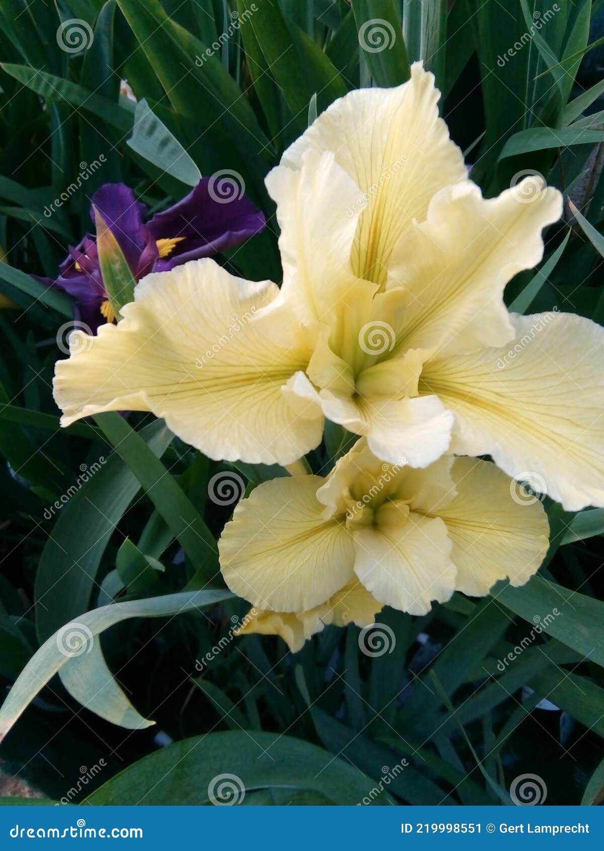 íris. Planta De Flores a Cores Exótica. Orquídea Pobre Imagem de Stock -  Imagem de deficiente, numeroso: 219998551