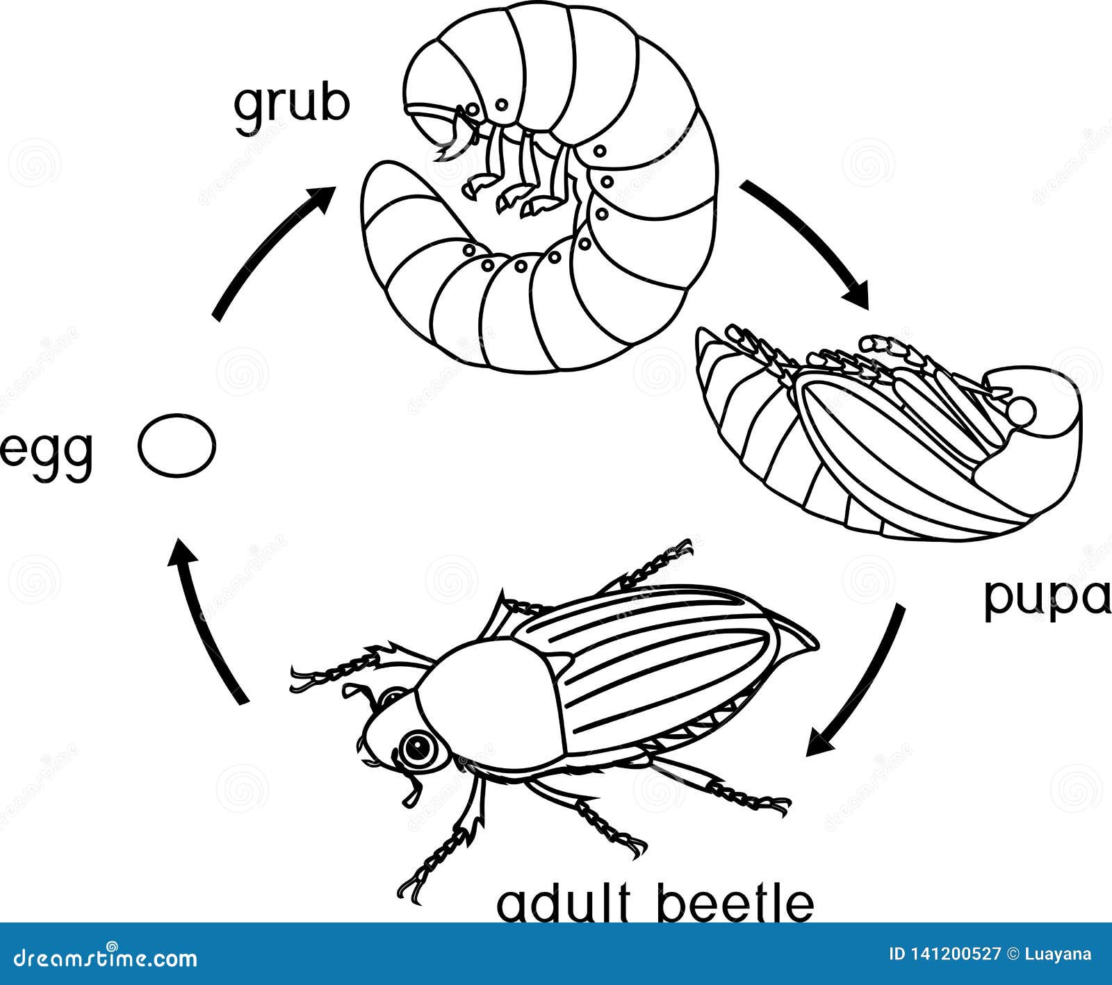 Какое развитие у жуков