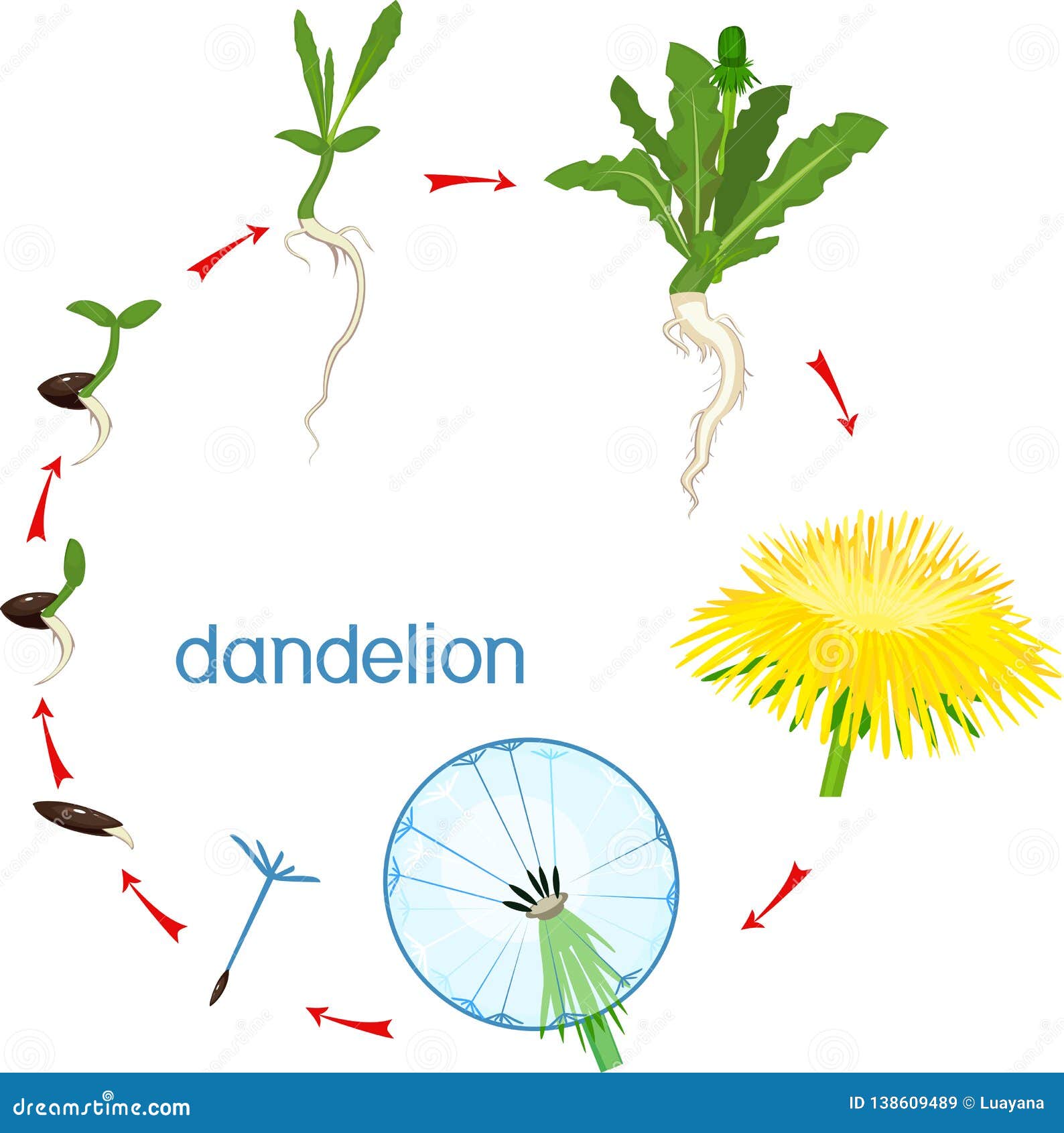Как размножается одуванчик. Жизненный цикл одуванчика. Жизненный цикл одуванчика схема. Одуванчик стадии развития. Этапы роста одуванчика.
