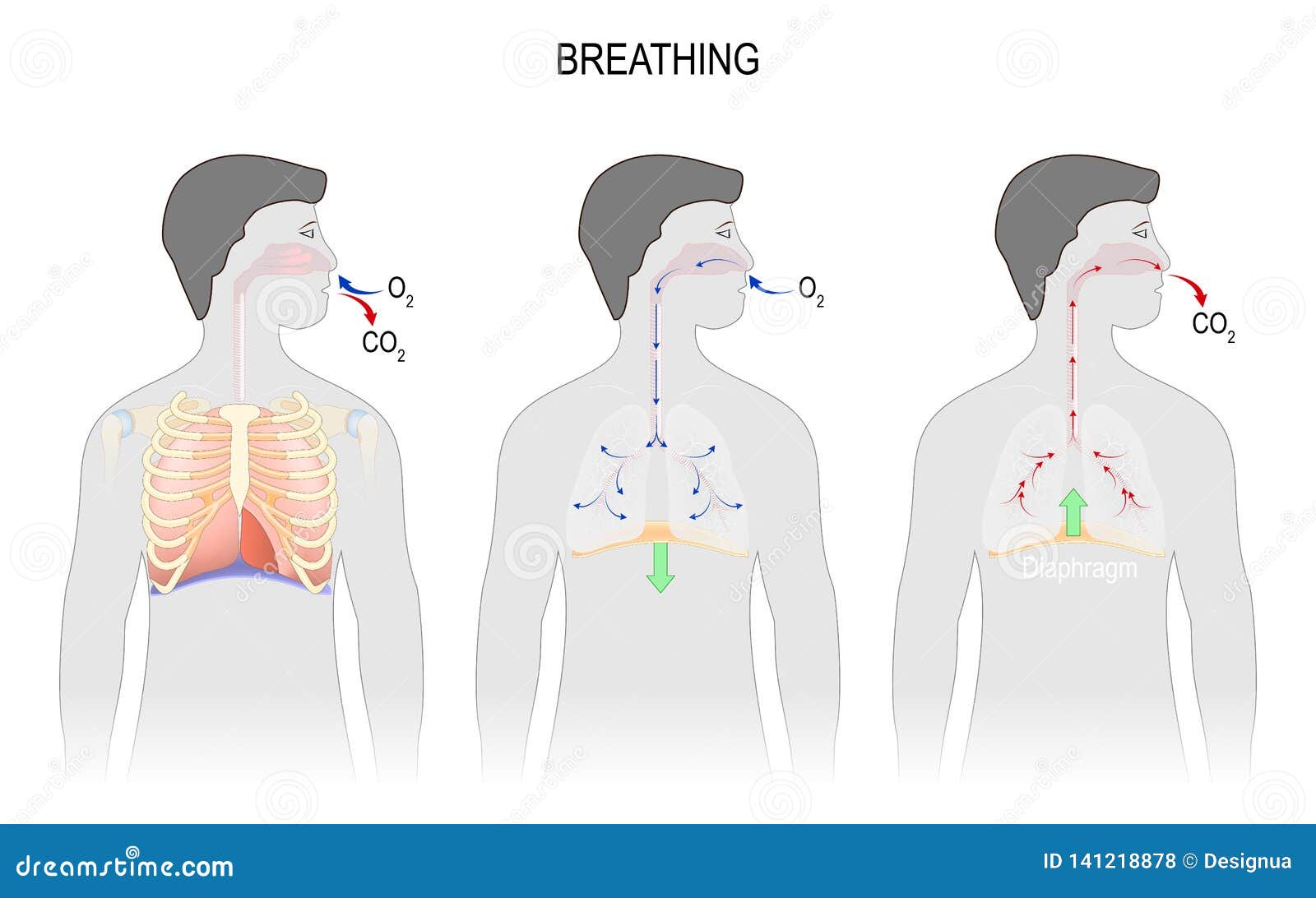 Диафрагмальное дыхание для детей картинки