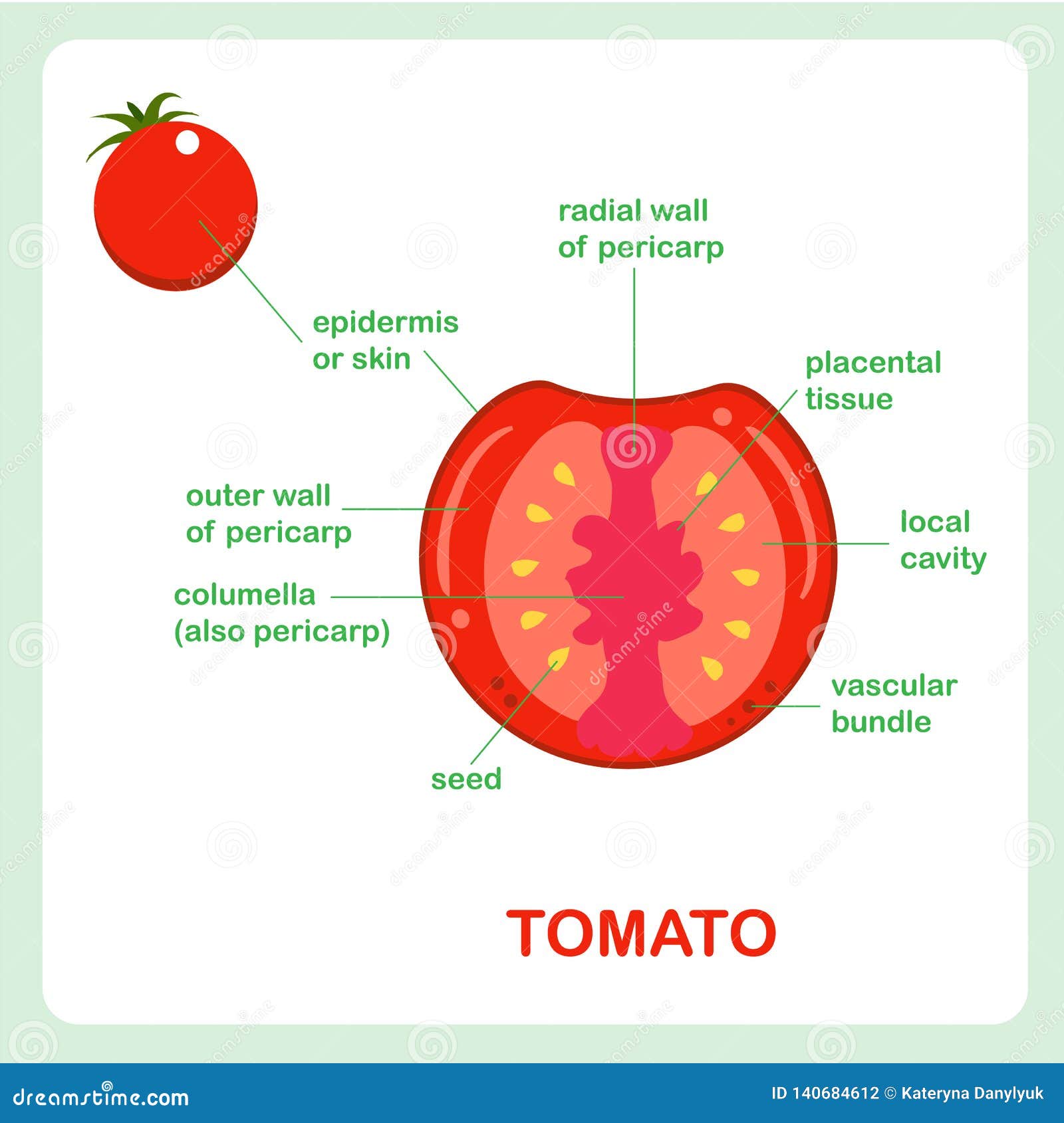 На рисунке изображен томат в разный период. Строение плода томата схема. Строение плода томата схема рисунок. Строение томата биология. Внутреннее строение помидора.