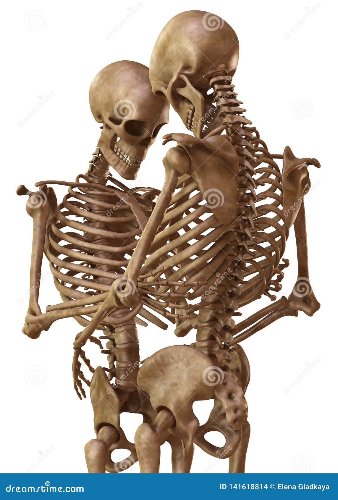 И молодые люди кости человека. Скелет мужчины и женщины. Женский скелет. Мужской скелет. Скелет человека мужской и женский.