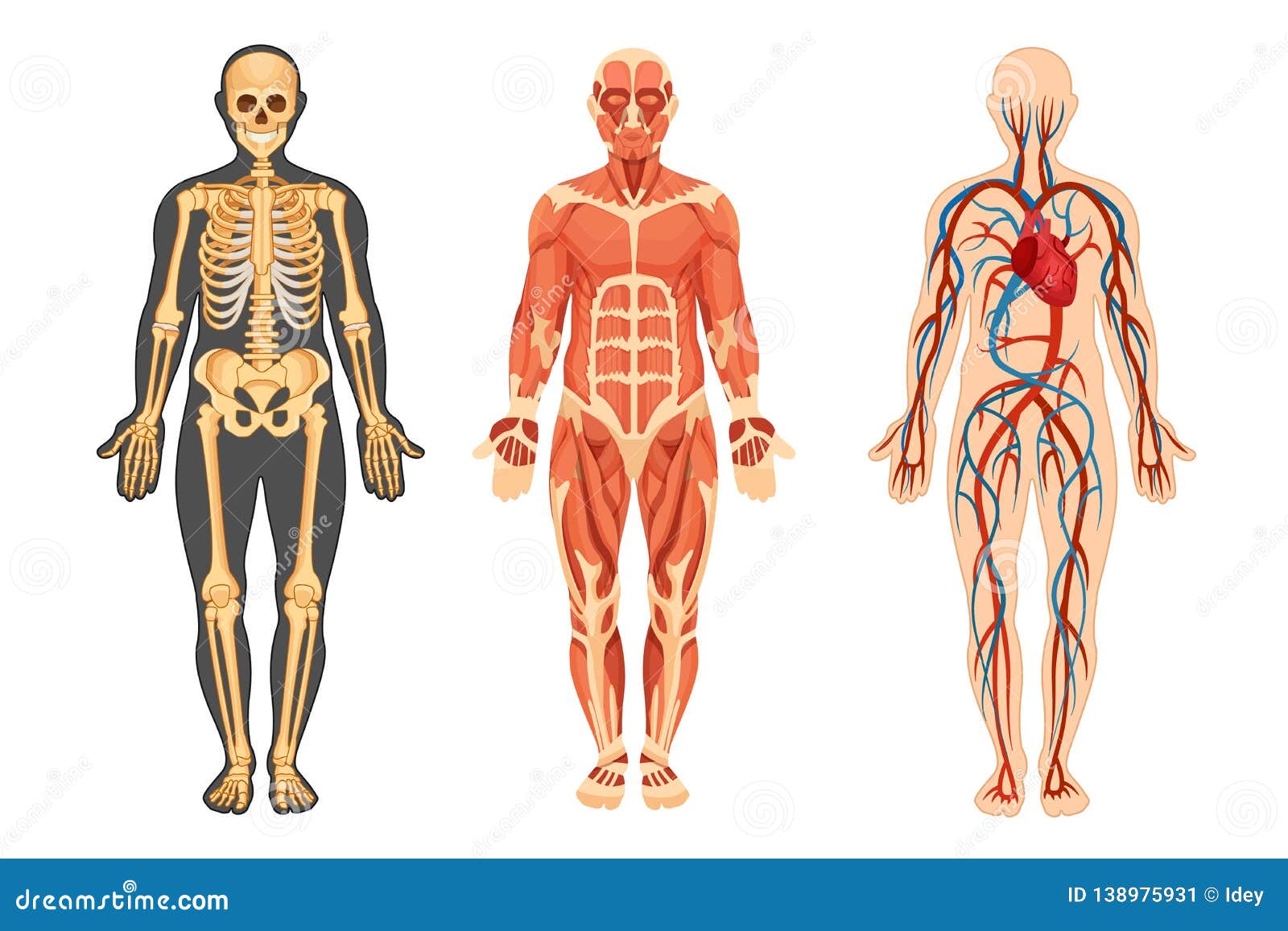 Human structure. Скелет и мышечная система человека. Анатомия человека скелет и мышцы. Скелет человека с мышцами и органами. Скелет человека с мышцами и нервами.