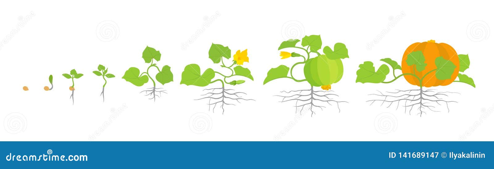 Жизненный цикл овощных растений по маркову. Стадии развития тыквы. Стадии роста кабачка. Этапы роста кабачка в картинках. Стадии роста тыква для дошкольников.
