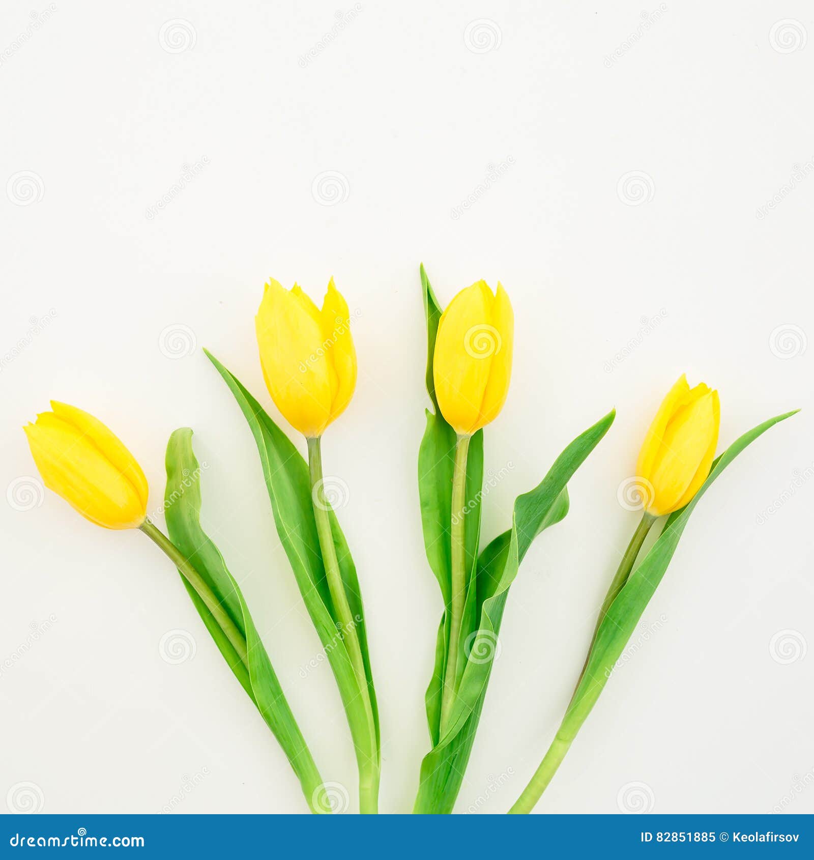 żółci Tulipany Odizolowywający Na Białym Tle Szczegółowy