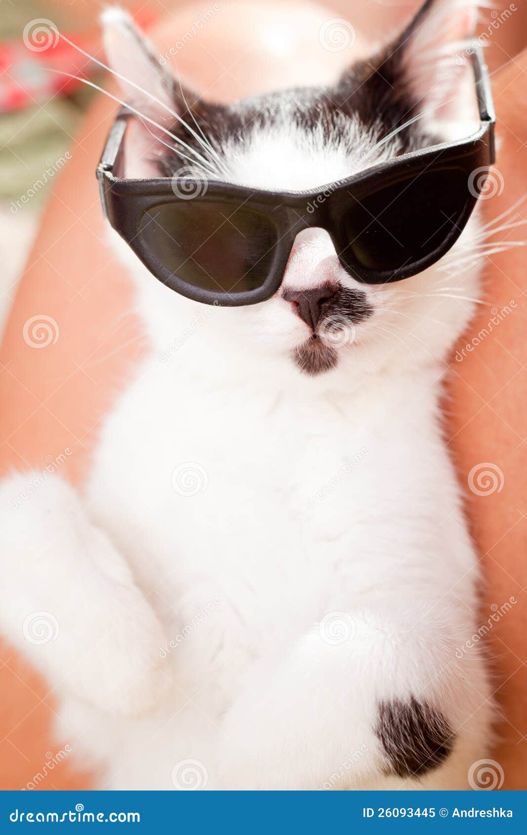 Resultado de imagem para gatos de oculos tumblr
