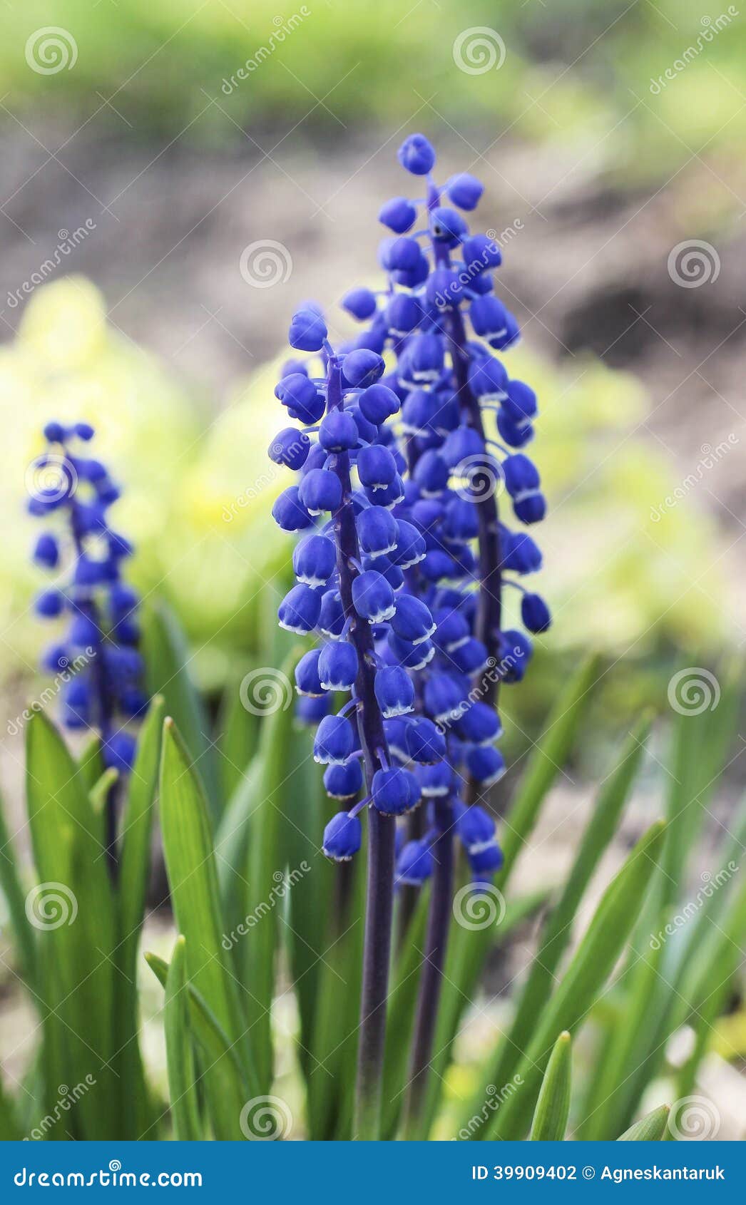 Única Flor Azul Do Muscari (jacinto De Uva) Foto de Stock - Imagem de  grama, jardinar: 39909402