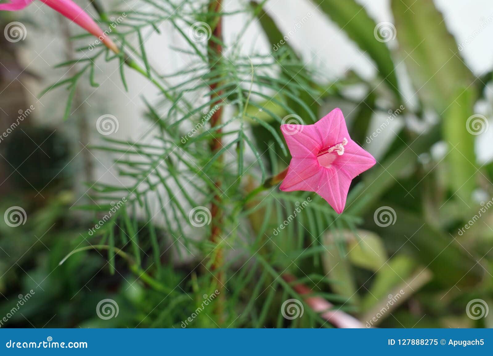 Única Flor Estrela-dada Forma Vermelha Do Quamoclit Do Ipomoea Imagem de  Stock - Imagem de exterior, anual: 127888275