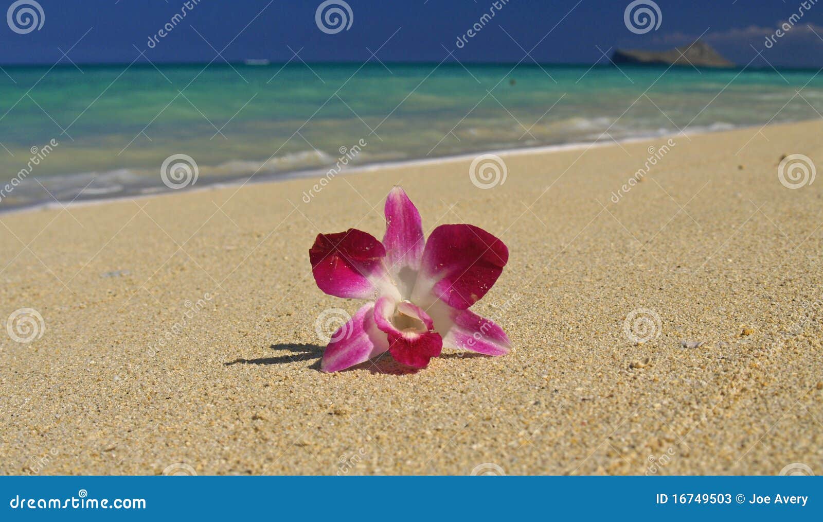 Única Orquídea Na Praia Impressionante De Havaí Imagem de Stock - Imagem de  cais, postcard: 16749503