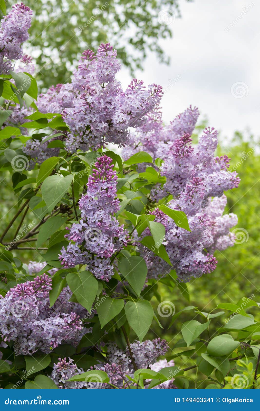 Üppiger Buschstoff, Große Kerzenblütenstände Der Schönen Purpurroten  Violetten Blumen Lila Natur Stockbild - Bild von kerze, geruch: 149403241