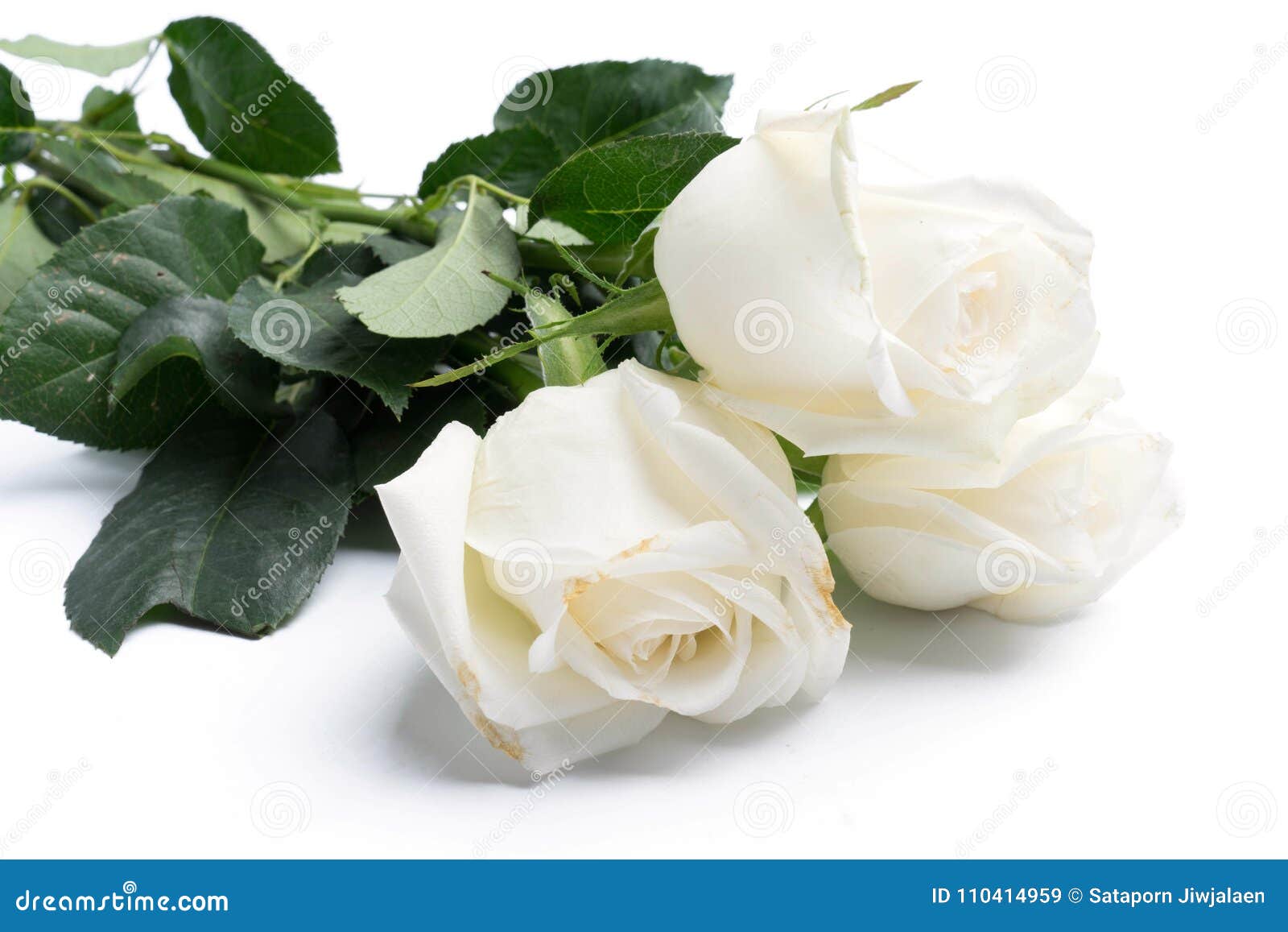 Άσπρα τριαντάφυλλα σε ένα λευκό Στοκ Εικόνα - εικόνα από : 110414959