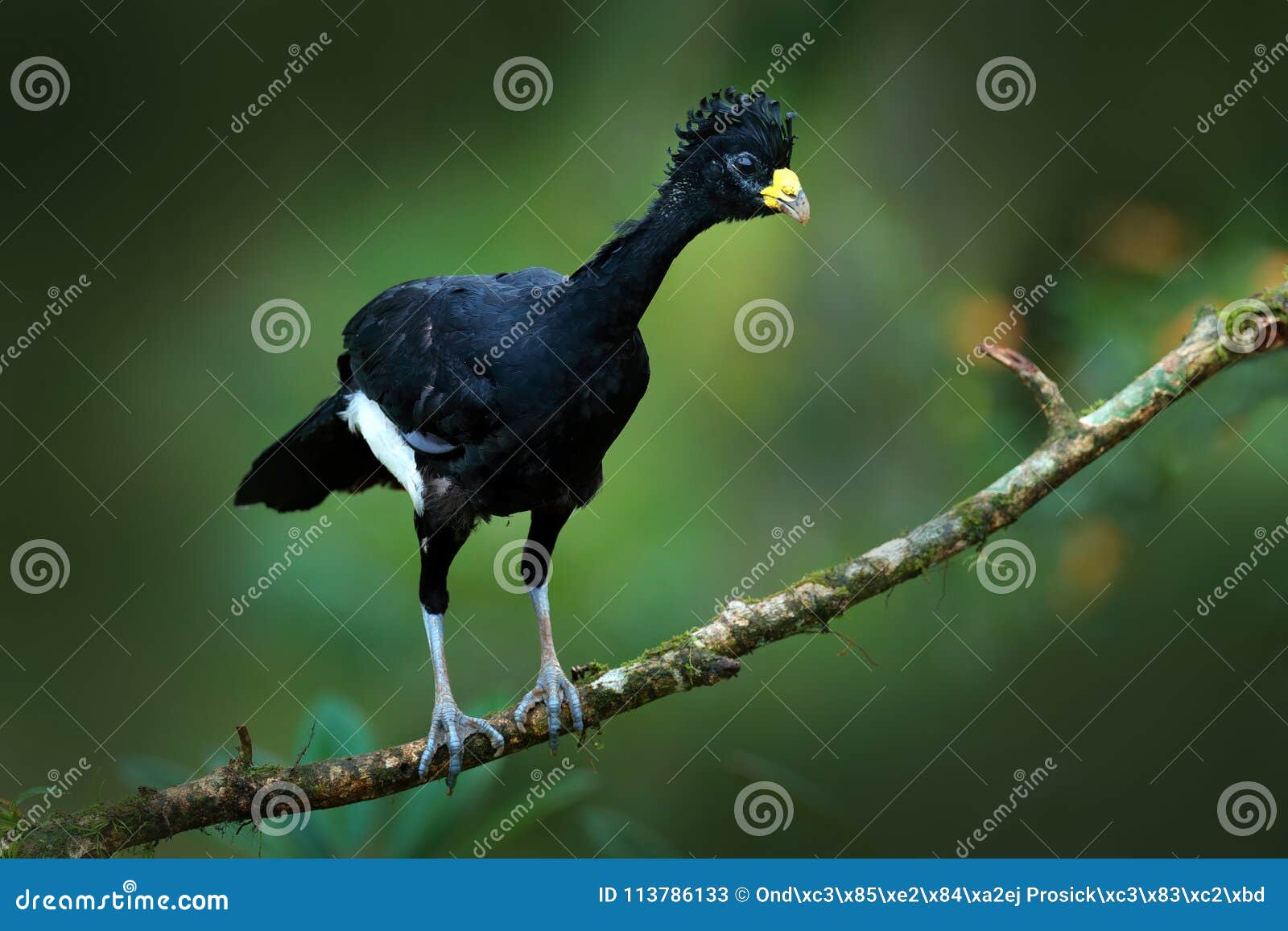 εικόνα του ένα μεγάλο μαύρο πουλί