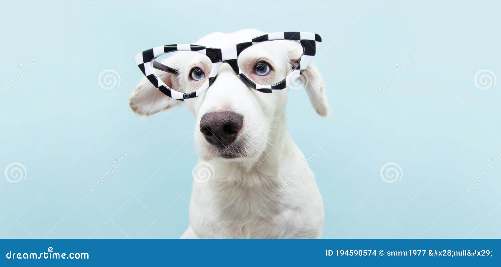 αστείο σκυλί που φοράει γυαλιά καρό για αποκριές. στολή εκπαιδευτικού Στοκ  Εικόνες - εικόνα από : 194590574