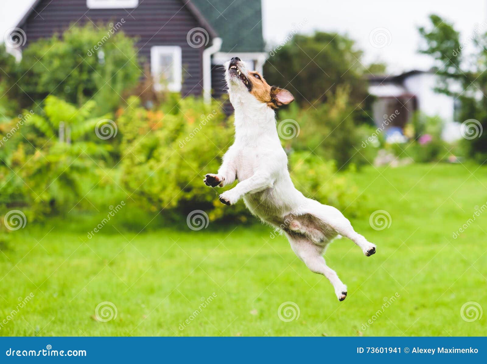 My dog can jump