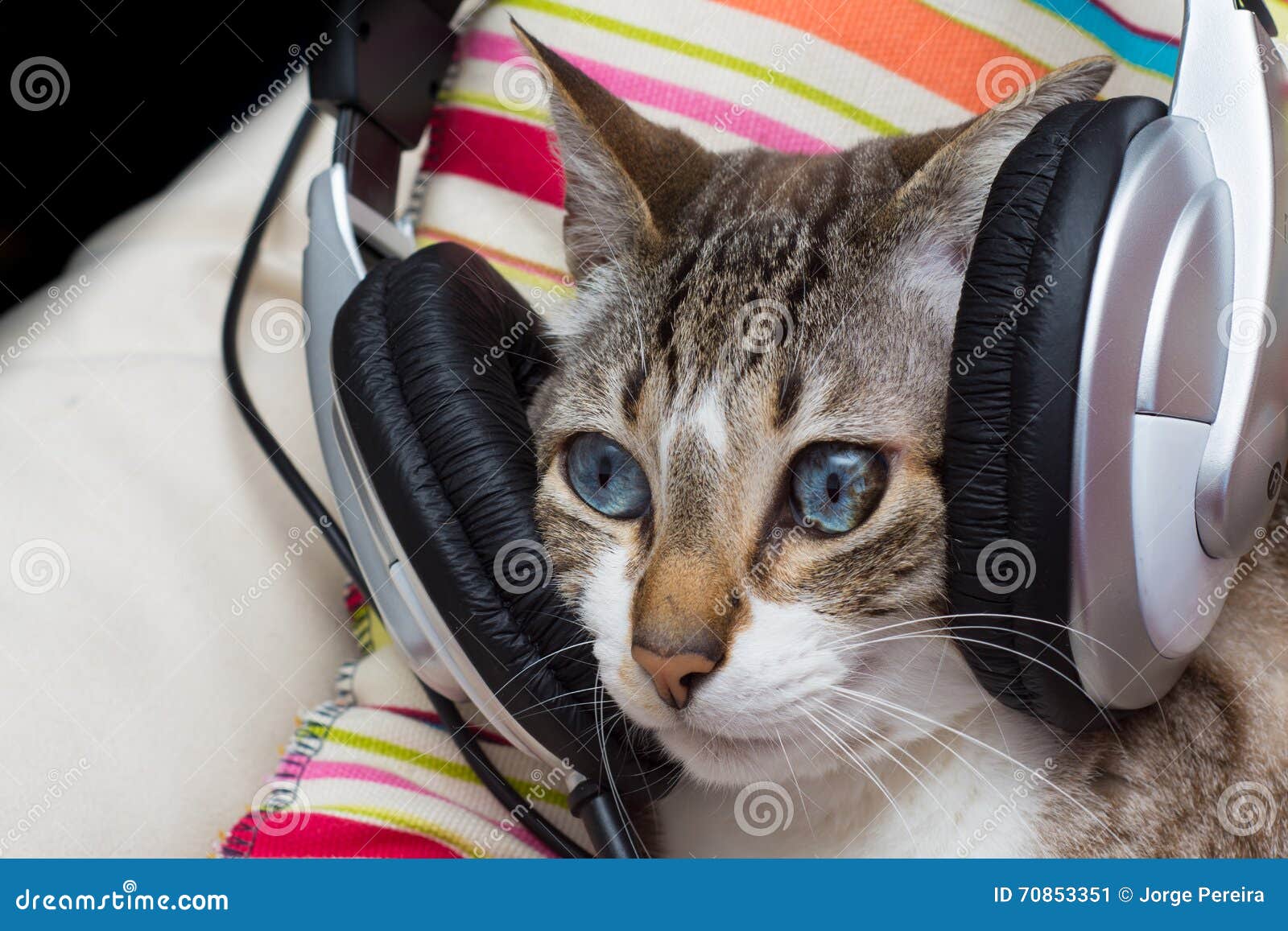 Γάτα που ακούει τη μουσική στοκ εικόνα. εικόνα από - 70853351