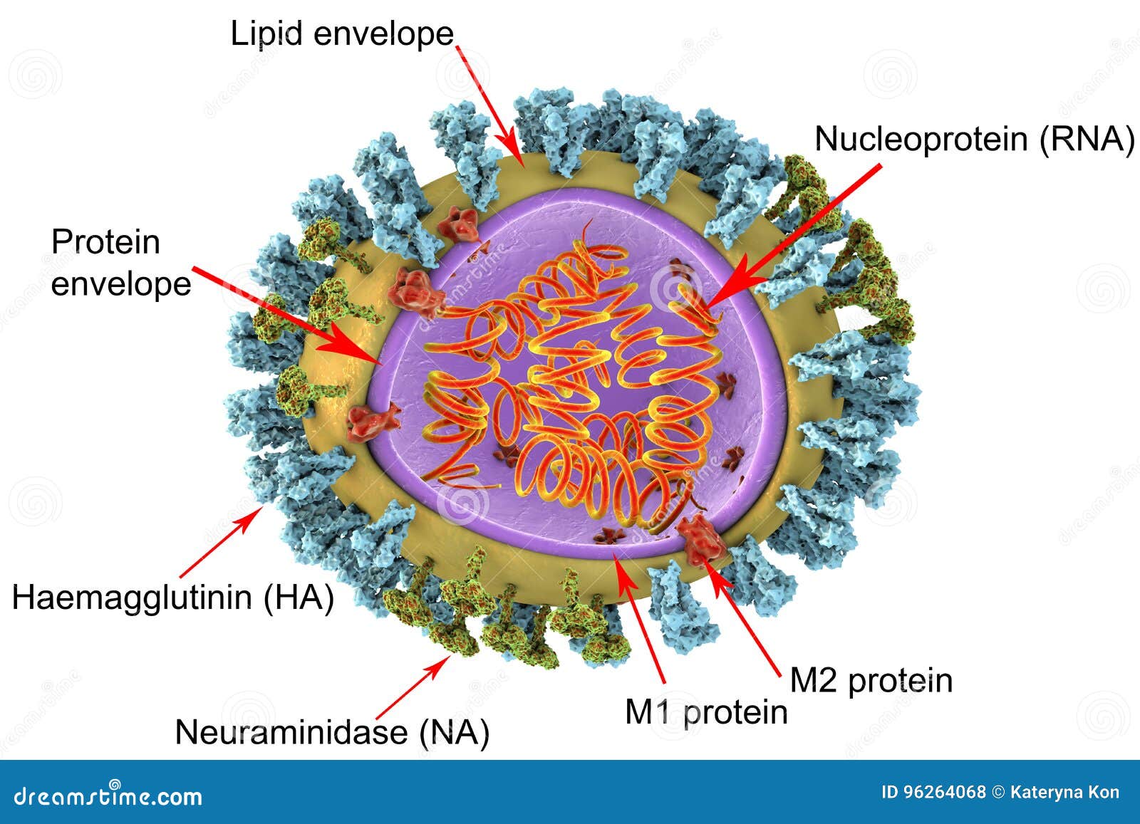 Δομή του ιού της γρίπης απεικόνιση αποθεμάτων. εικονογραφία από bipeds -  96264068