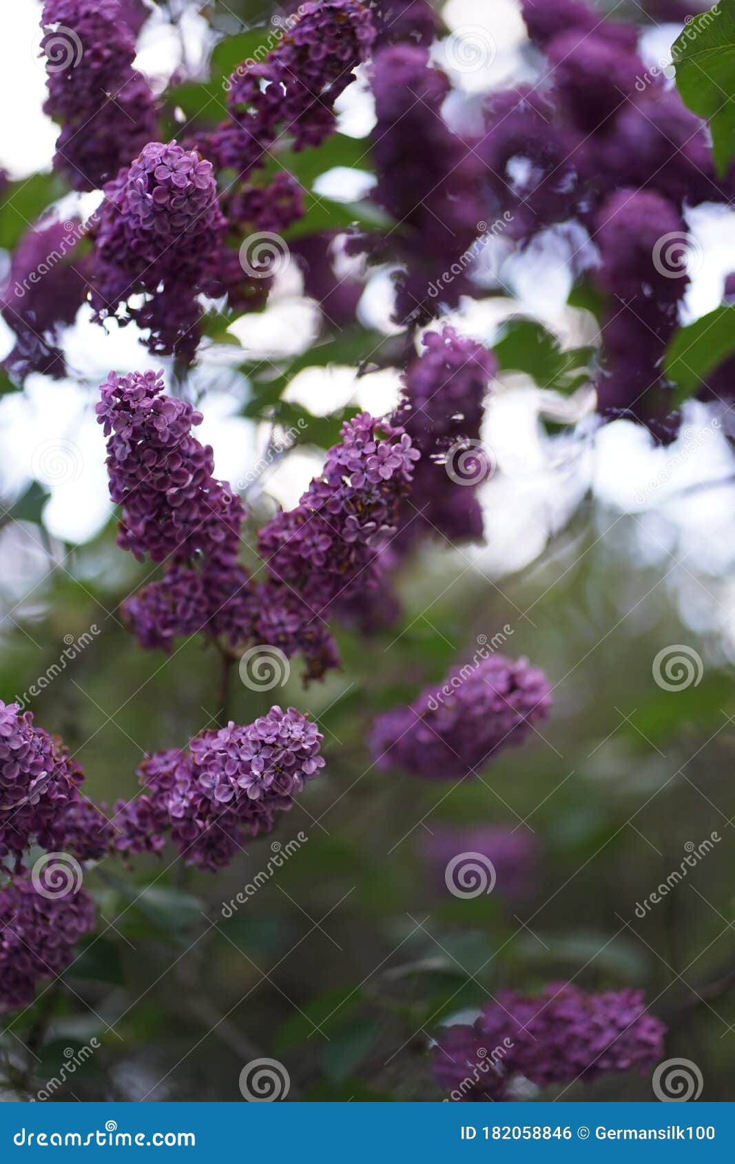 η Ryga Vulgaris Lilac ή η κοινή Lilac είναι ανθοφόρο φυτό στην οικογένεια  ελαιοειδών Στοκ Εικόνες - εικόνα από brampton, bloodsuckers: 182058846