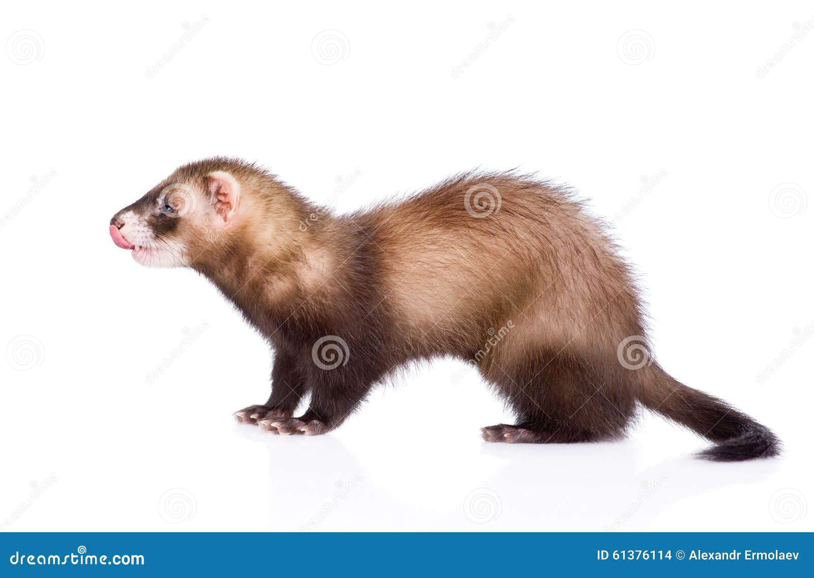 Хорек png