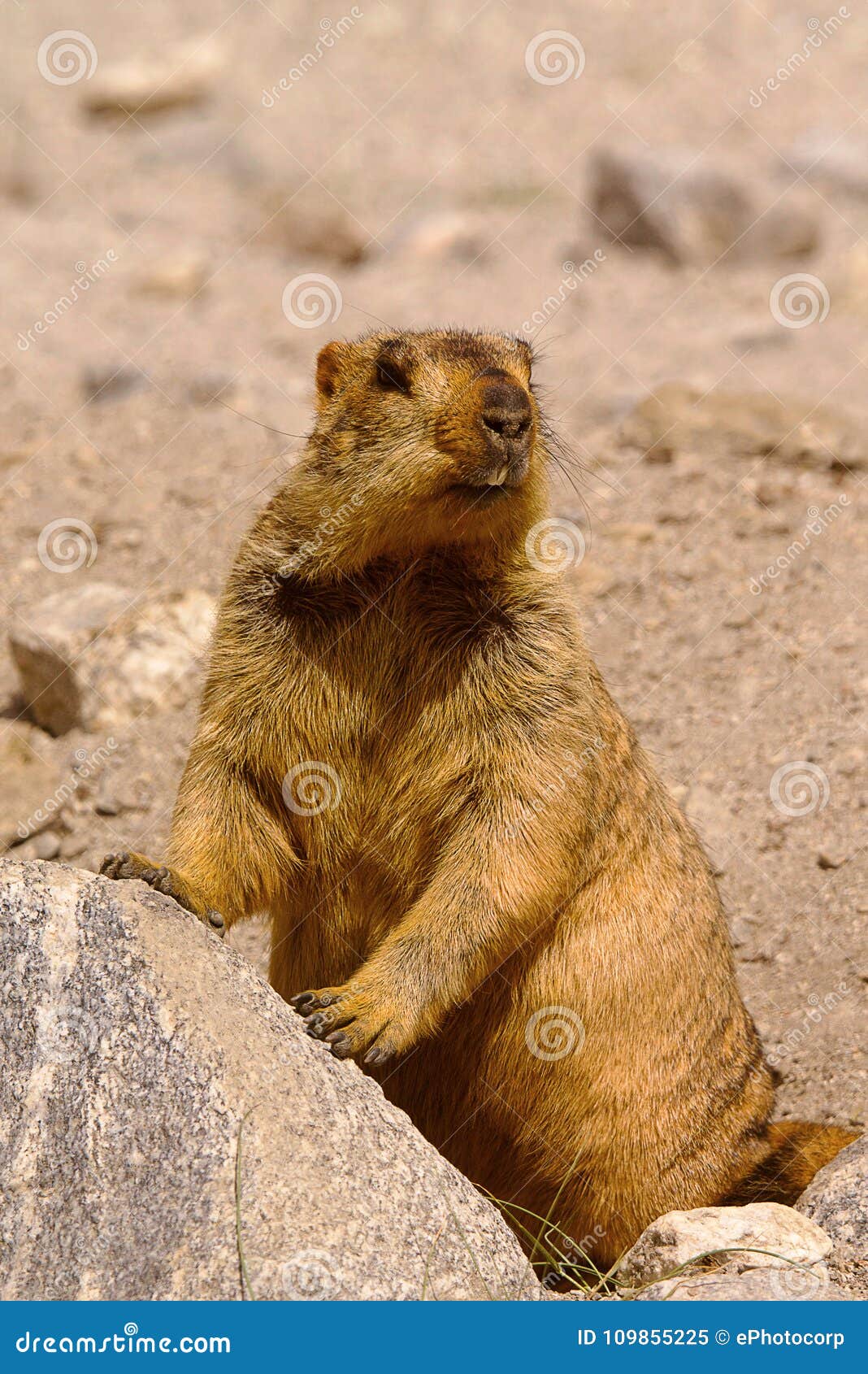 Μαρμότες, μεγάλος σκίουρος, γένος Marmota, Ladakh, Τζαμού και ...