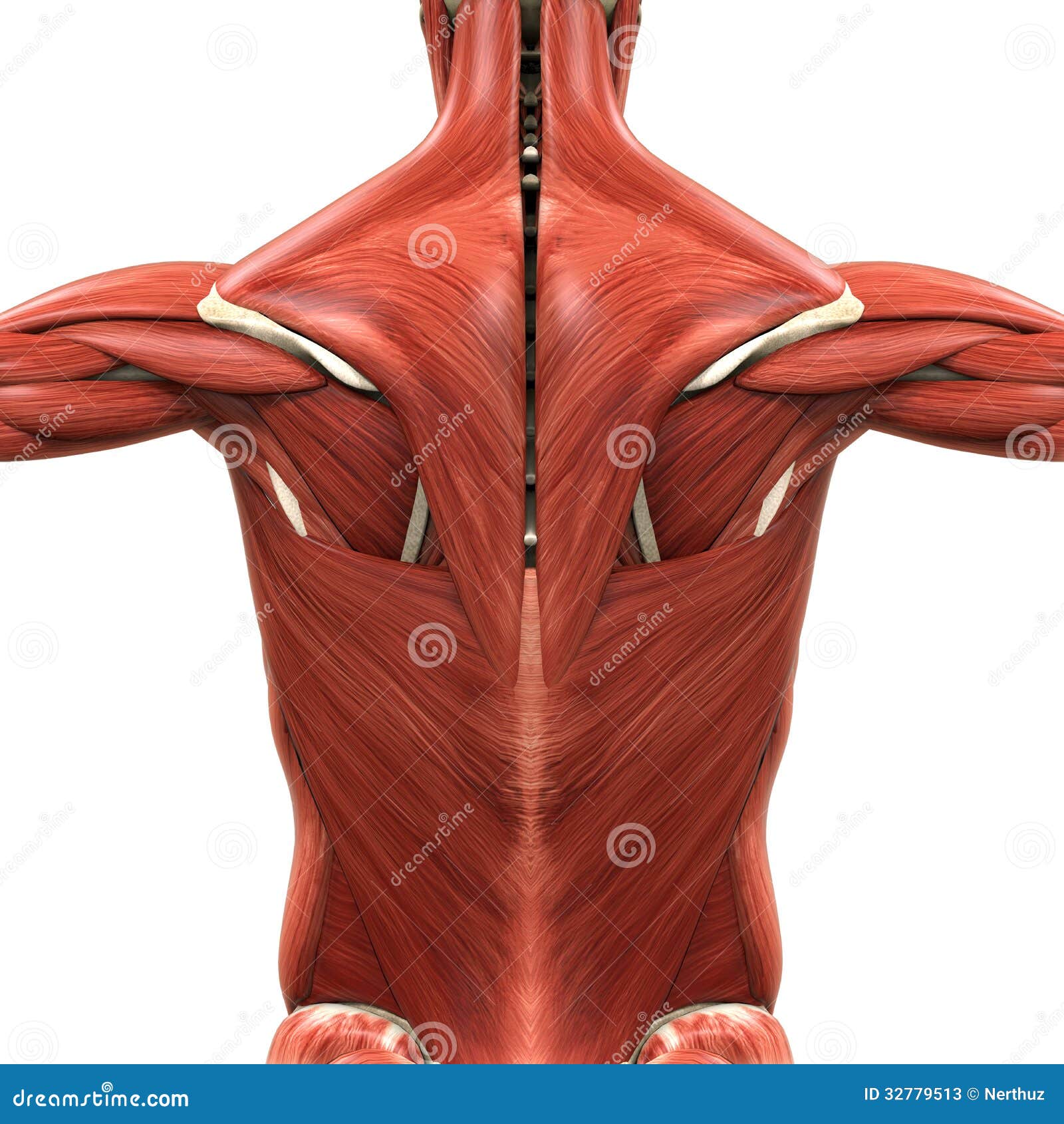 Μυϊκή ανατομία της πλάτης απεικόνιση αποθεμάτων. εικονογραφία από  bodybuilding - 32779513