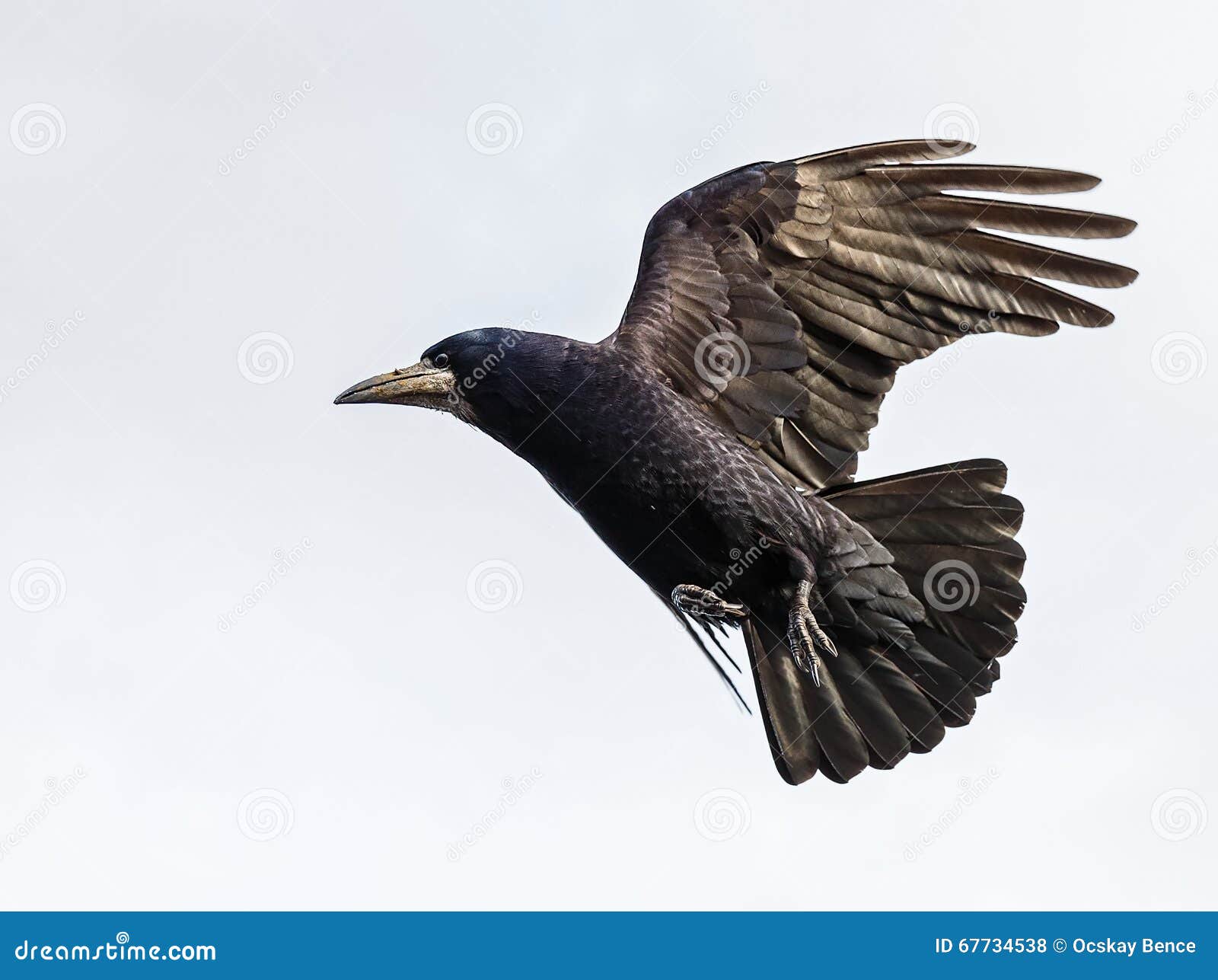 Πετώντας κόρακας στοκ εικόνες. εικόνα από aloha, birdbaths - 67734538