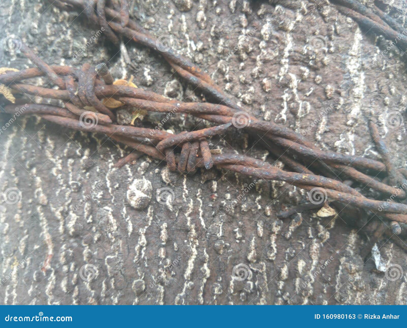 Σκουριασμένο συρματόπλεγμα στο δέντρο Στοκ Εικόνα - εικόνα από : 160980163