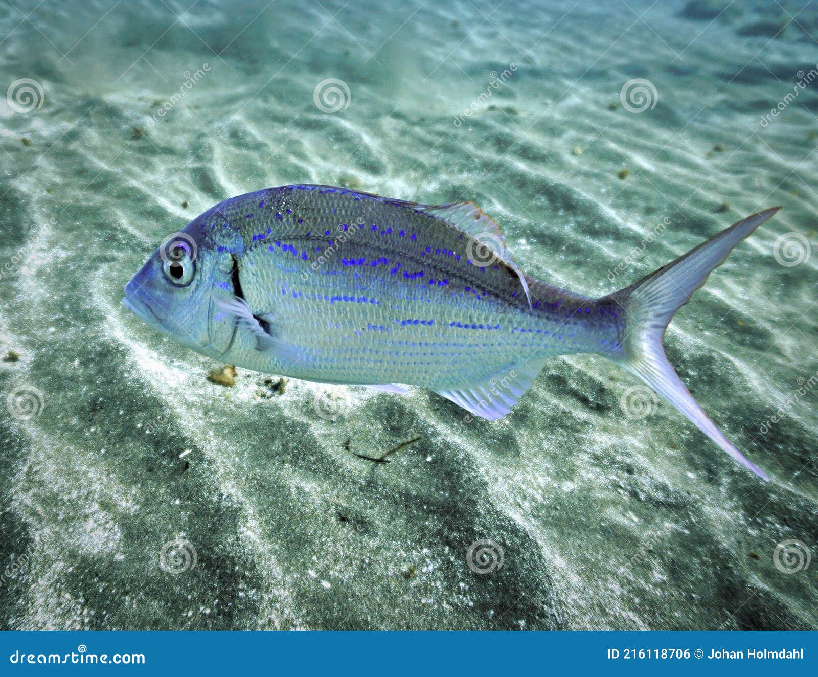 όμορφα θαλασσινά ψάρια στο βυθό της θάλασσας Στοκ Εικόνες - εικόνα από  aquitaine: 216118706