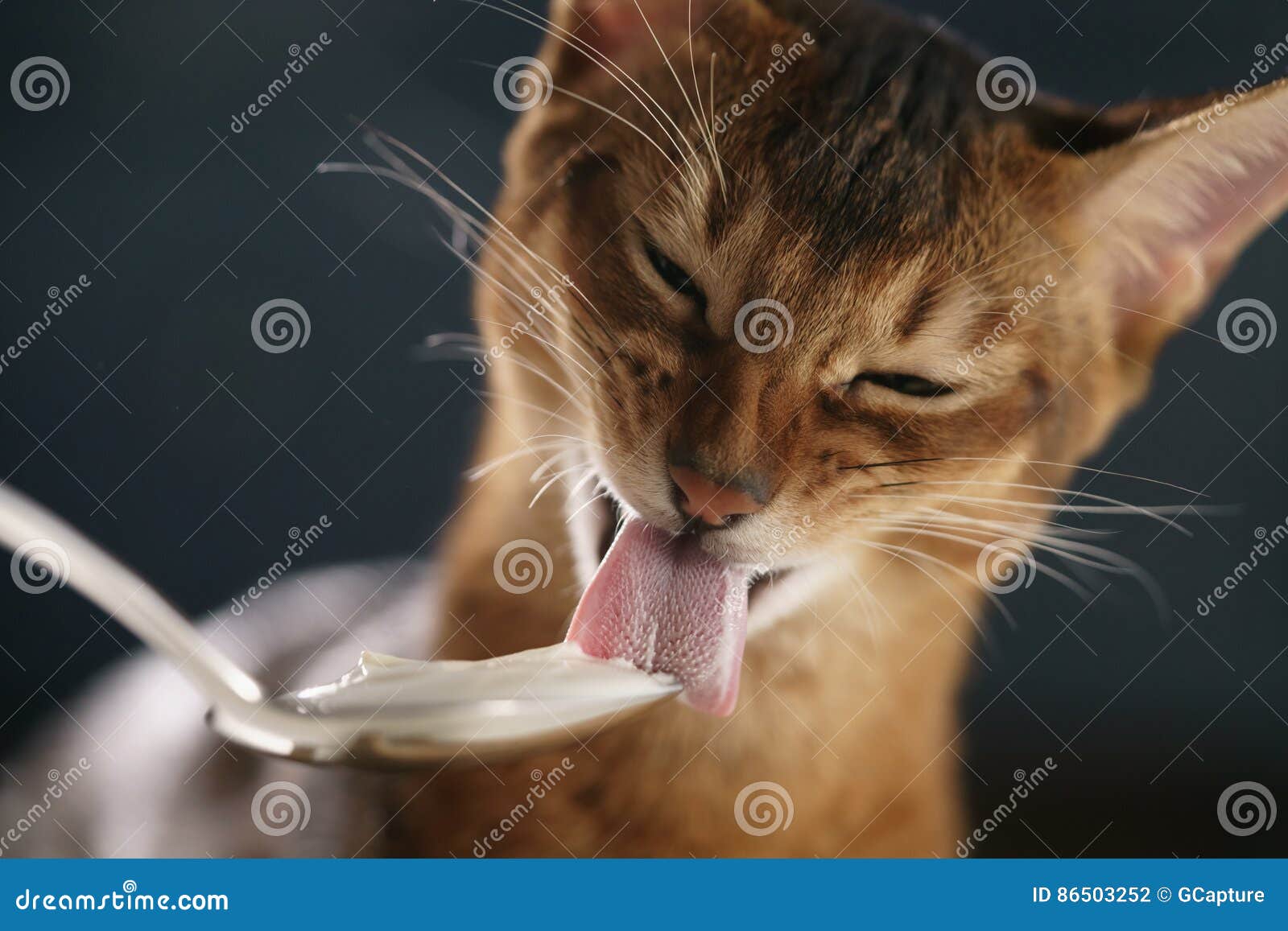 Кошка ест птицу. Кошка облизывается. Кот лакает молоко. Кот кушает йогурт. Абиссинский кот ест.
