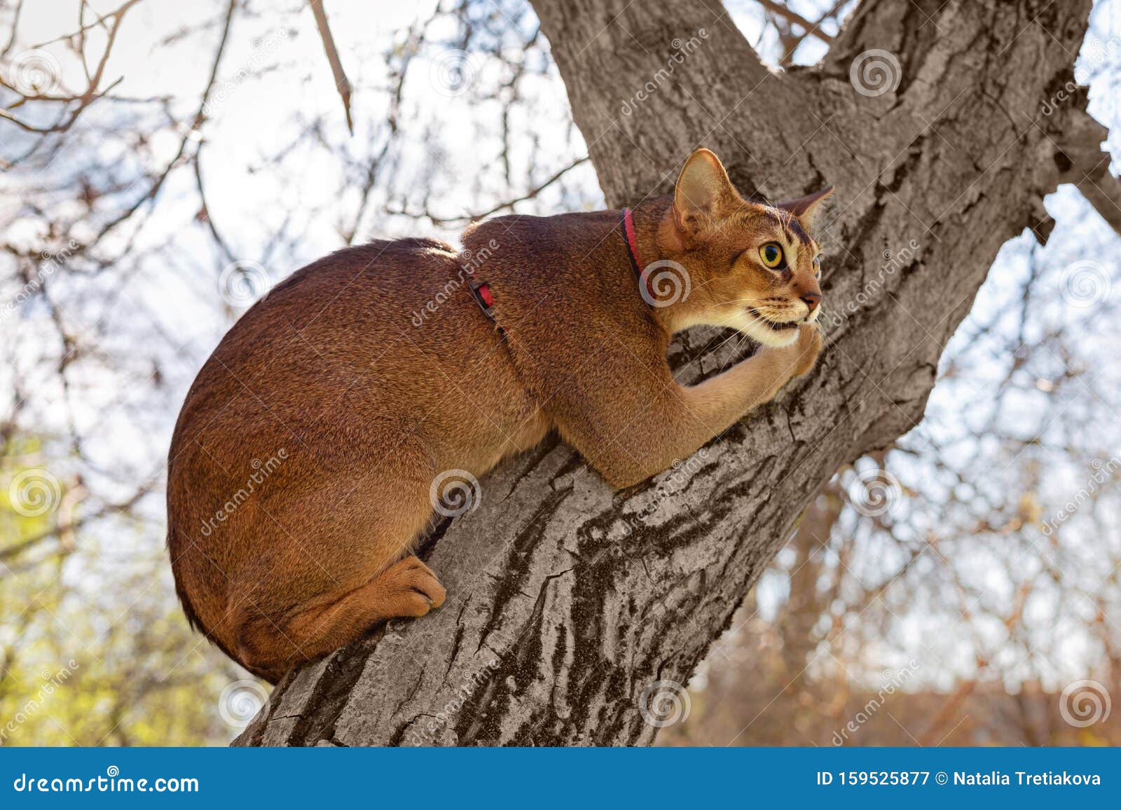 Кот Абиссинец Фото