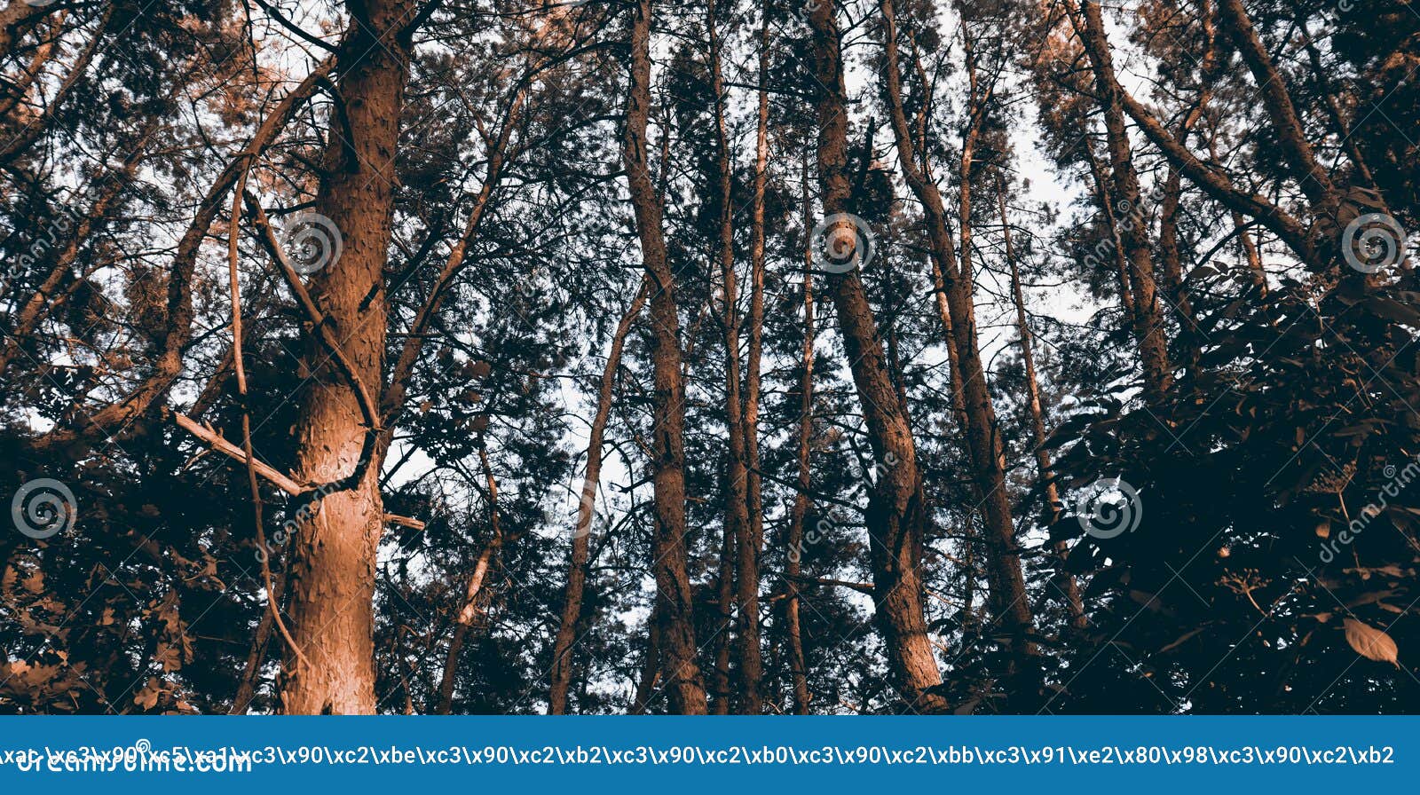 абстрактный пейзаж темного леса. сосновый лес фон для концепции знамени  природы Стоковое Фото - изображение насчитывающей тавром, ель: 223511946