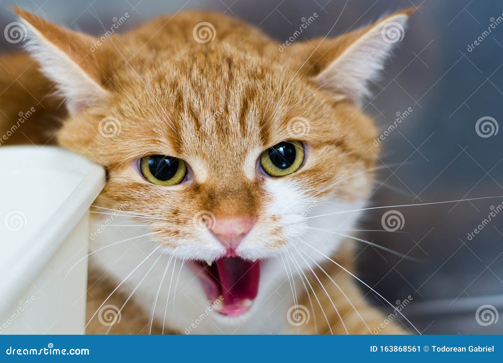Агрессивный кот в ветеринарной клинике в металлической клетке Стоковое Изображение - изображение насчитывающей кот, страх: 163868561