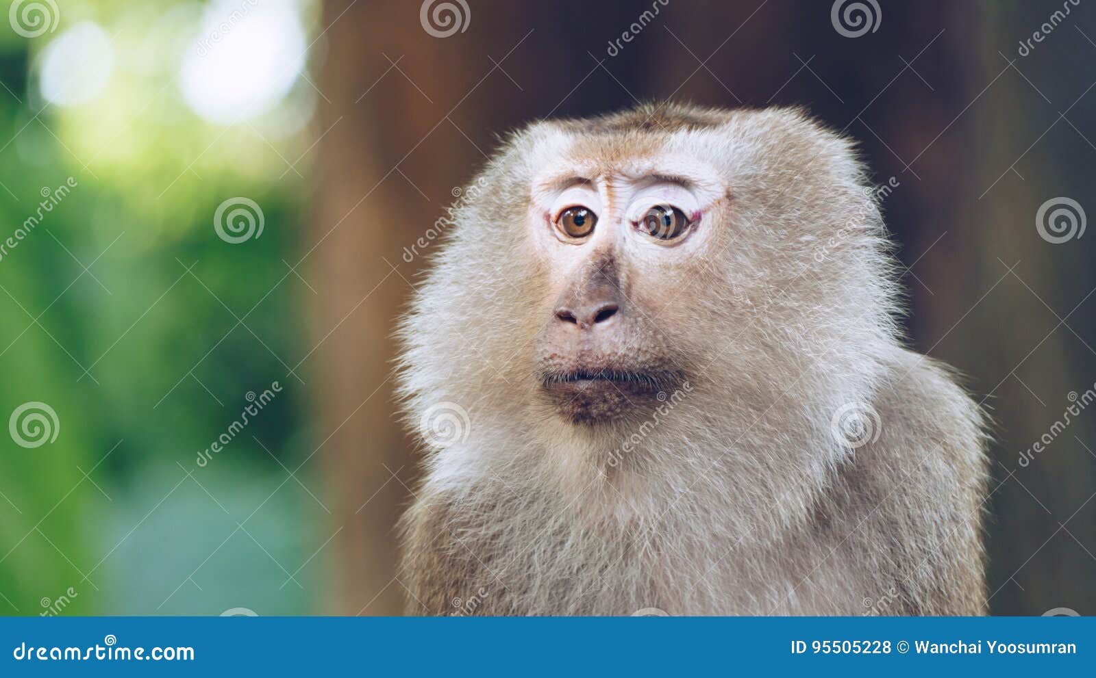 азиатская обезьяна
