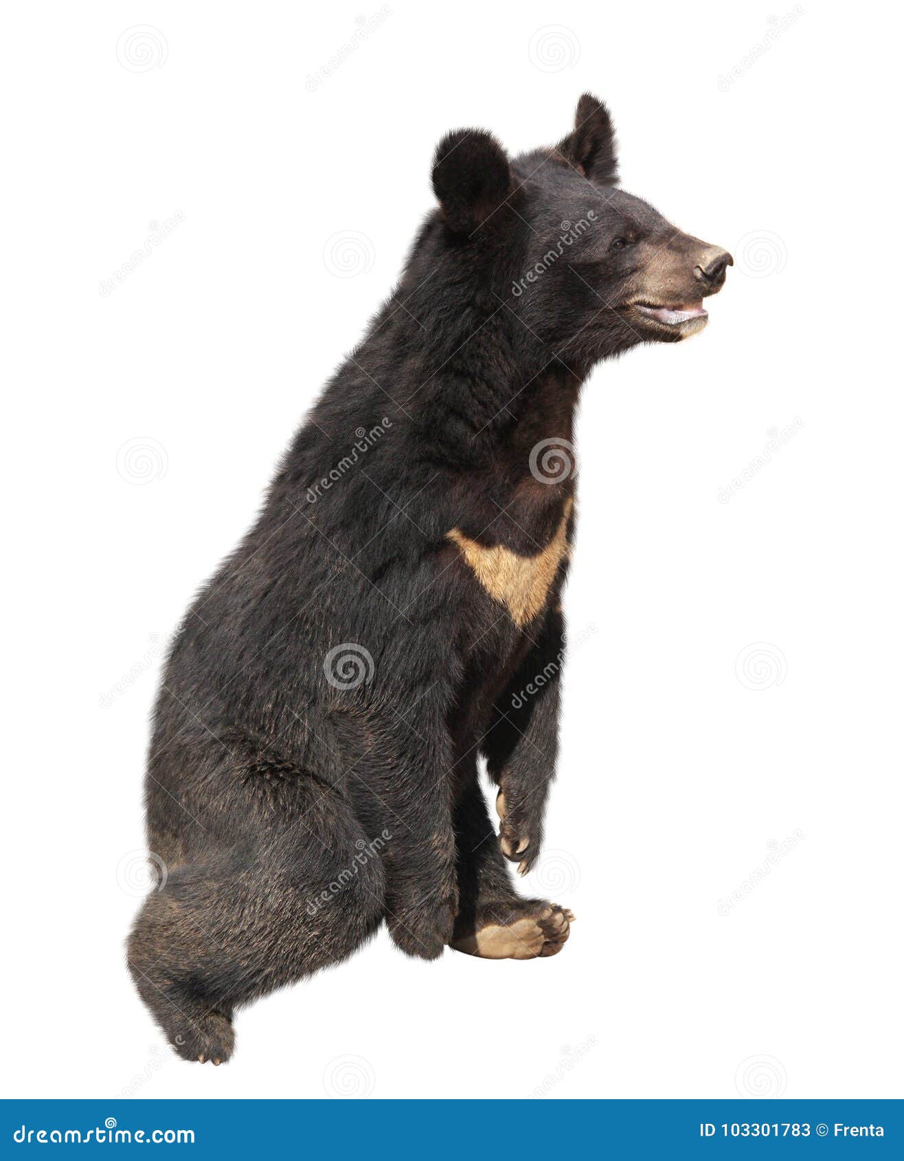 Азиатский медведь черного медведя гималайский, Thibetanus Ursus Стоковое  Изображение - изображение насчитывающей погремушк, изолировано: 103301783