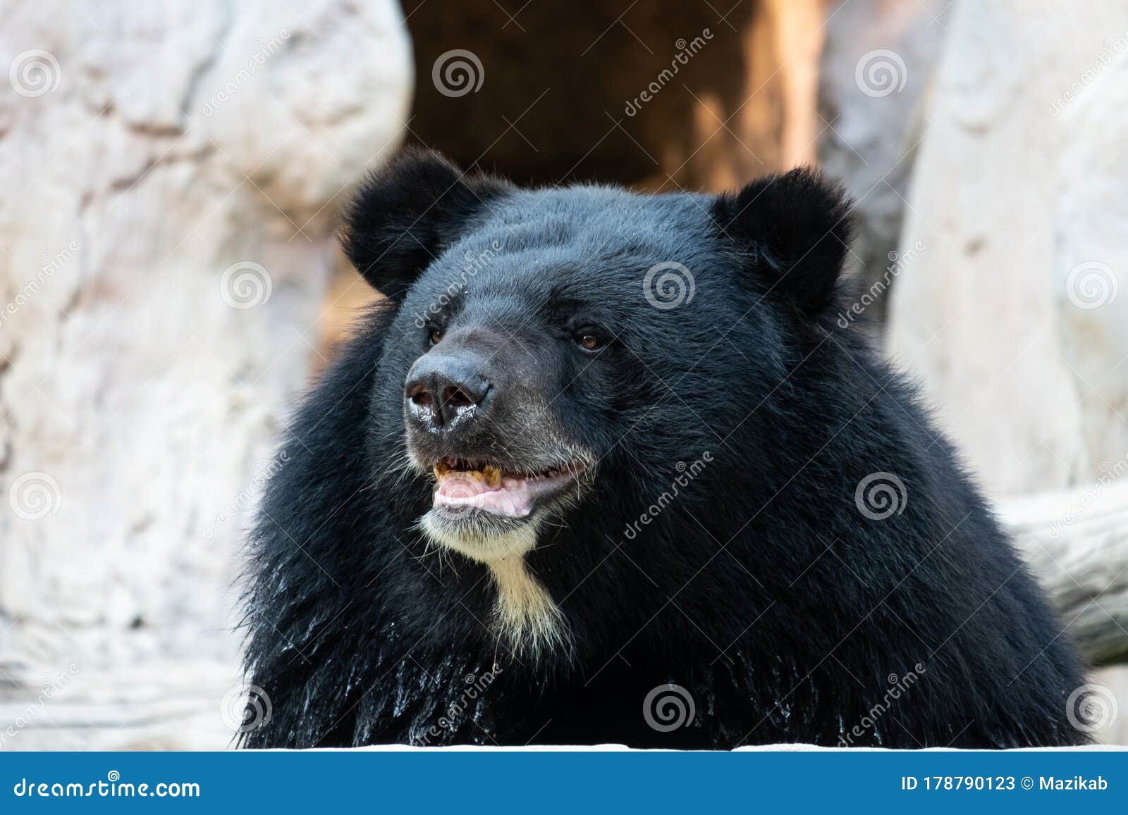 Азиатский черный медведь стоковое изображение. изображение насчитывающей  панель - 178790123