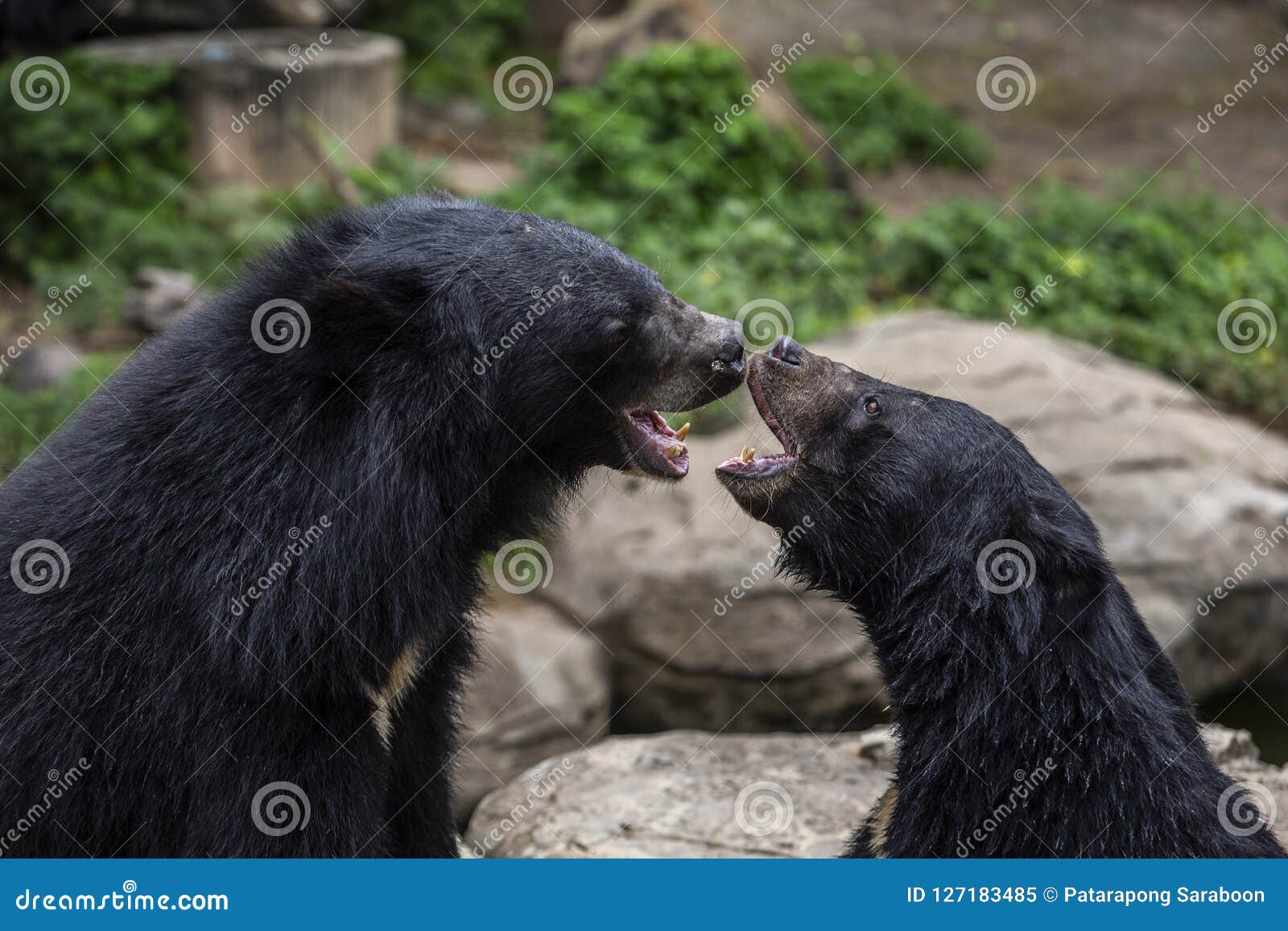 Азиатский черный медведь средство к большому размером с виду медведя то  Стоковое Изображение - изображение насчитывающей звеец, таиланд: 127183485