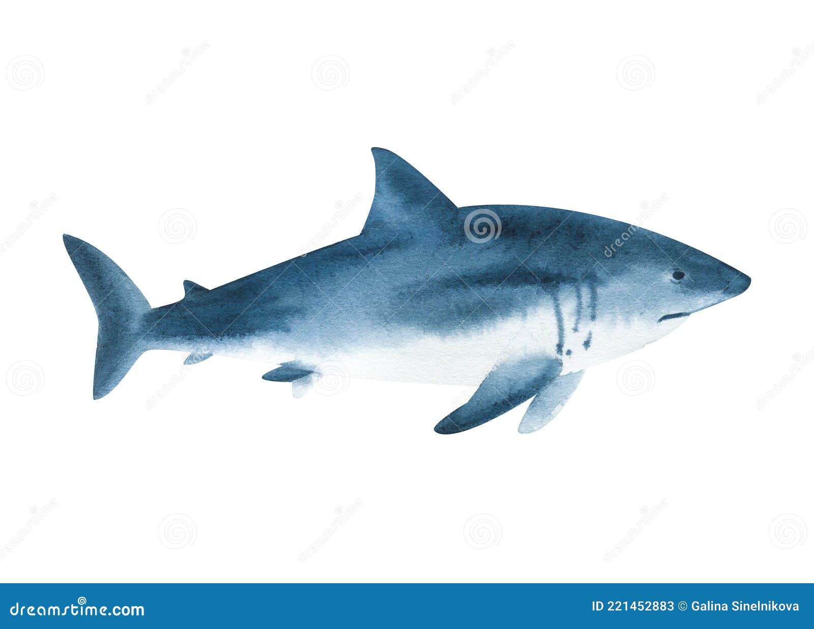 акварельная акула на белом фоне. реалистичная иллюстрация Иллюстрация штока  - иллюстрации насчитывающей ребро, море: 221452883