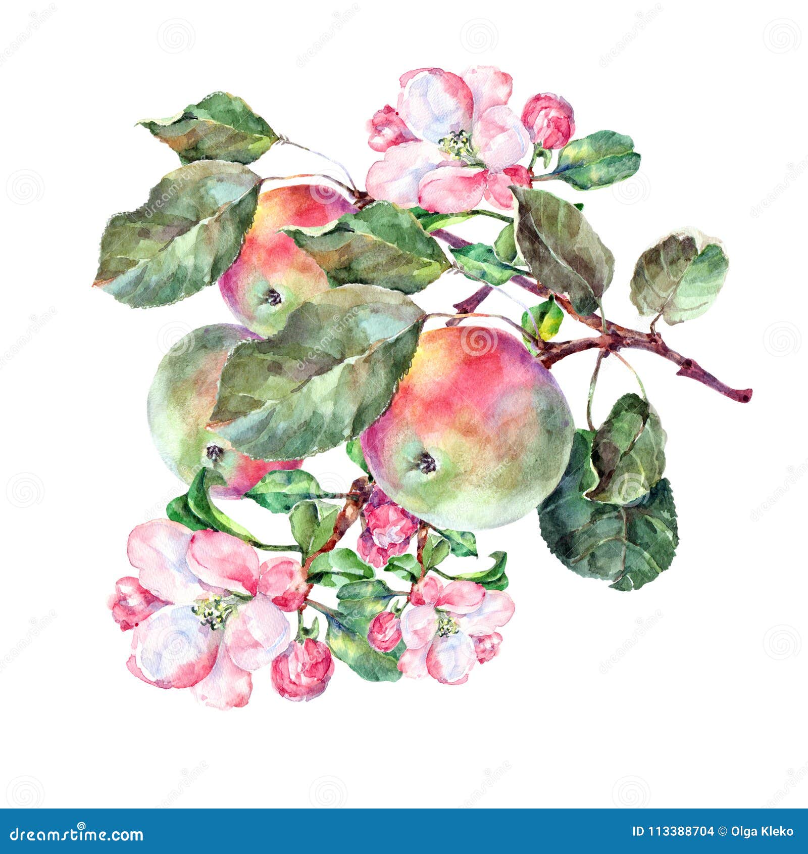 Акварель цветет Яблоко с плодоовощами Иллюстрация дела рук Иллюстрация  штока - иллюстрации насчитывающей украшение, сад: 113388704
