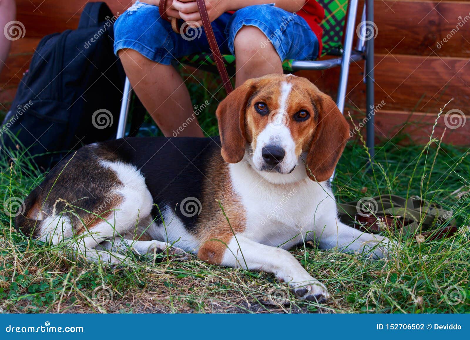 Американский фоксхаунд породы собаки Стоковое Фото - изображение  насчитывающей гончая, собака: 152706502