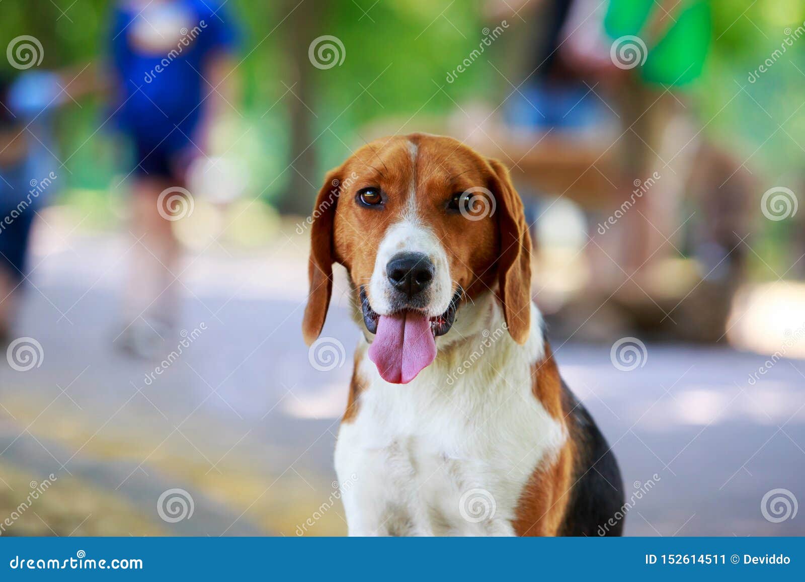 Американский фоксхаунд породы собаки Стоковое Изображение - изображение  насчитывающей друг, харриер: 152614511