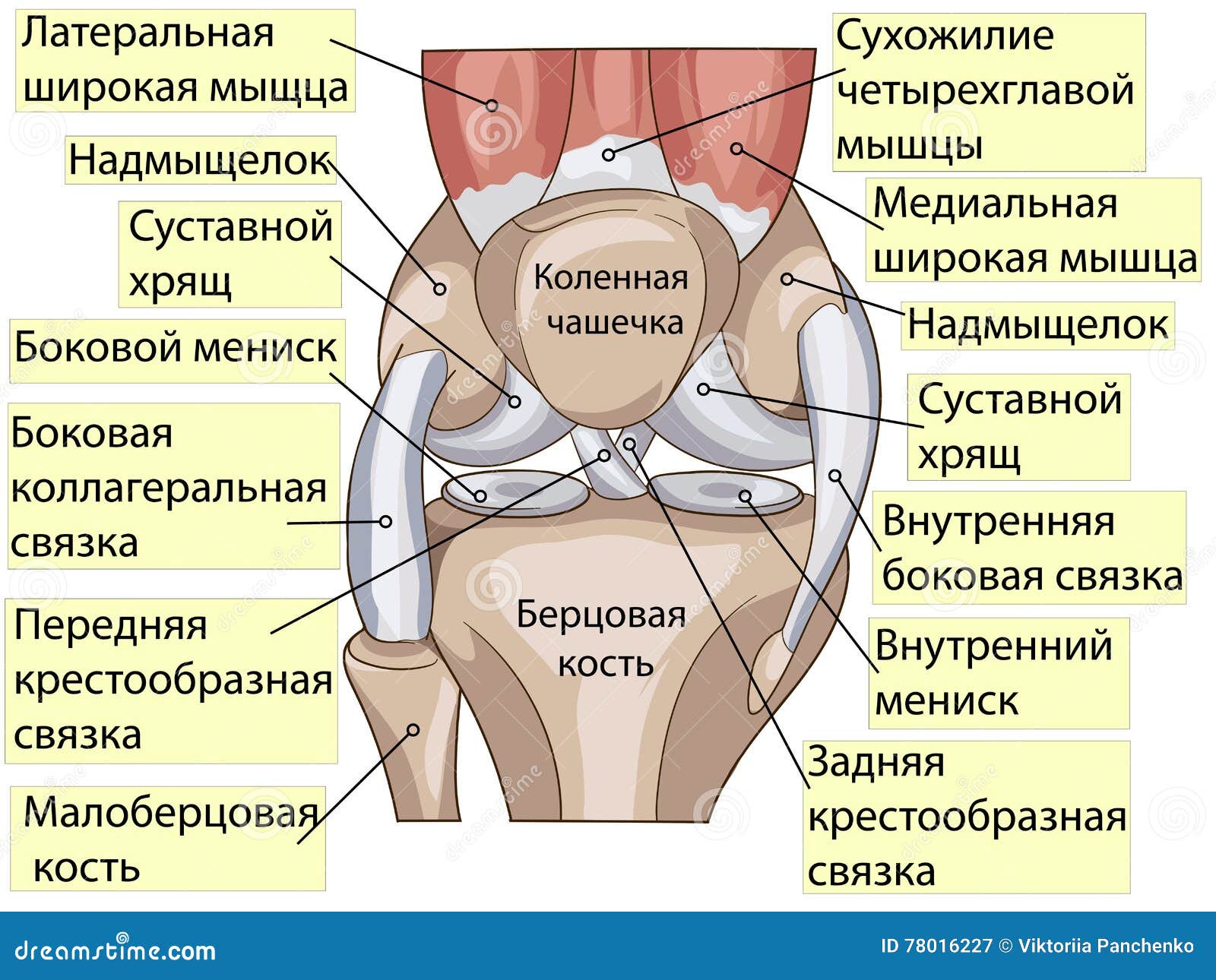 Человек И Органы Фото С Надписями