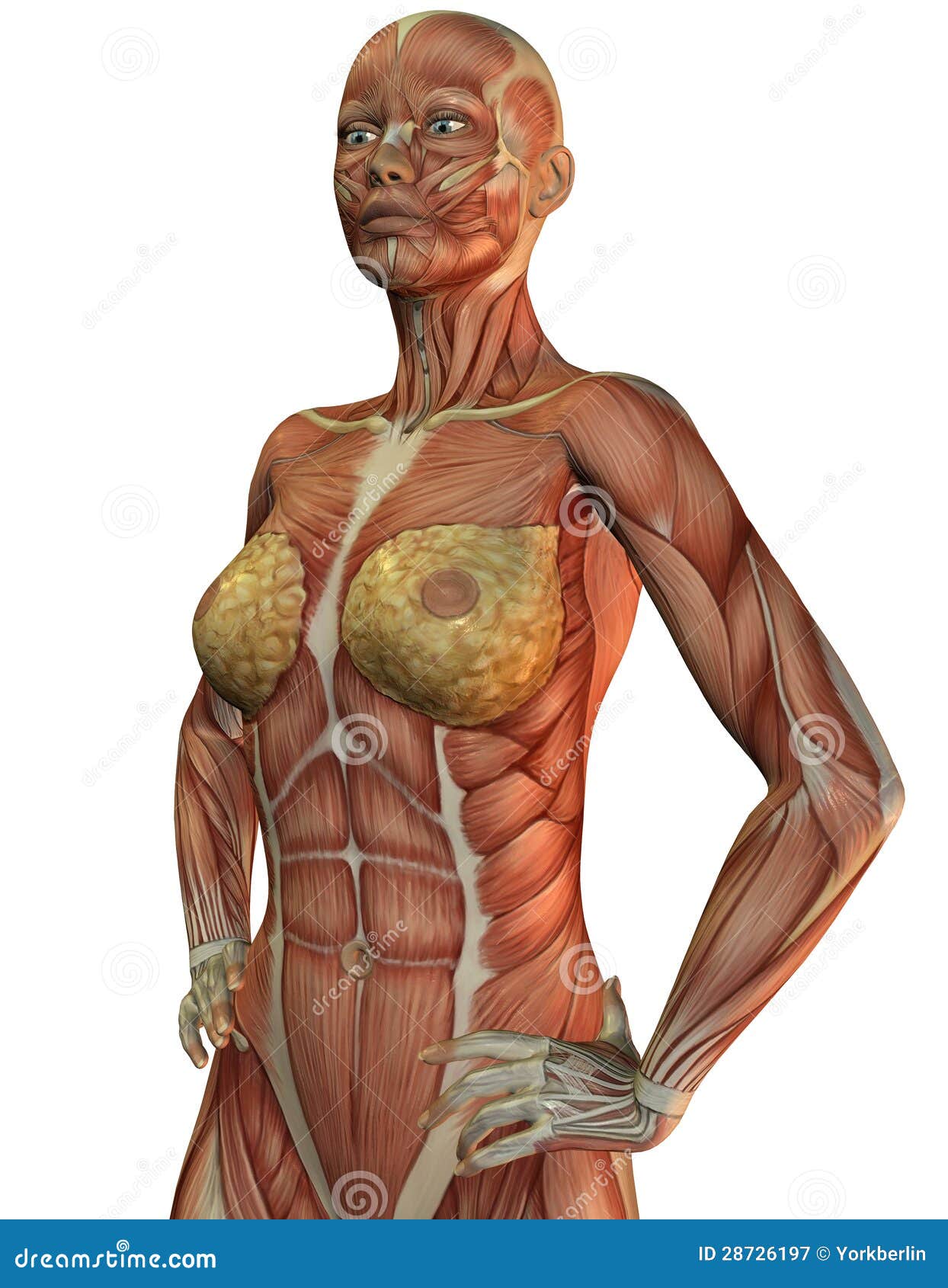Chest Anatomy #4 Poster by Pixologicstudio/science Photo Library - Pixels, chest
