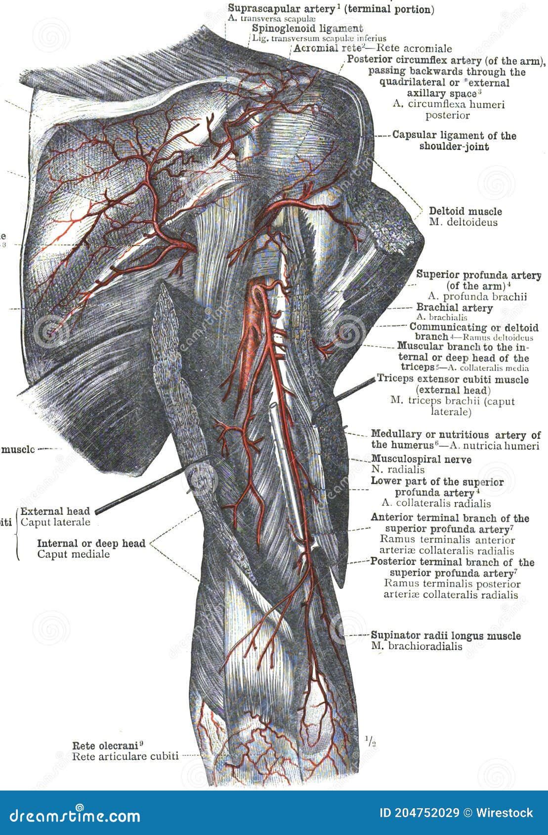 The Superior Posterior